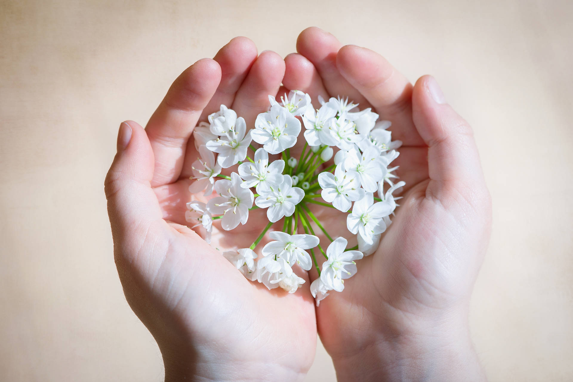 Hands White Flower