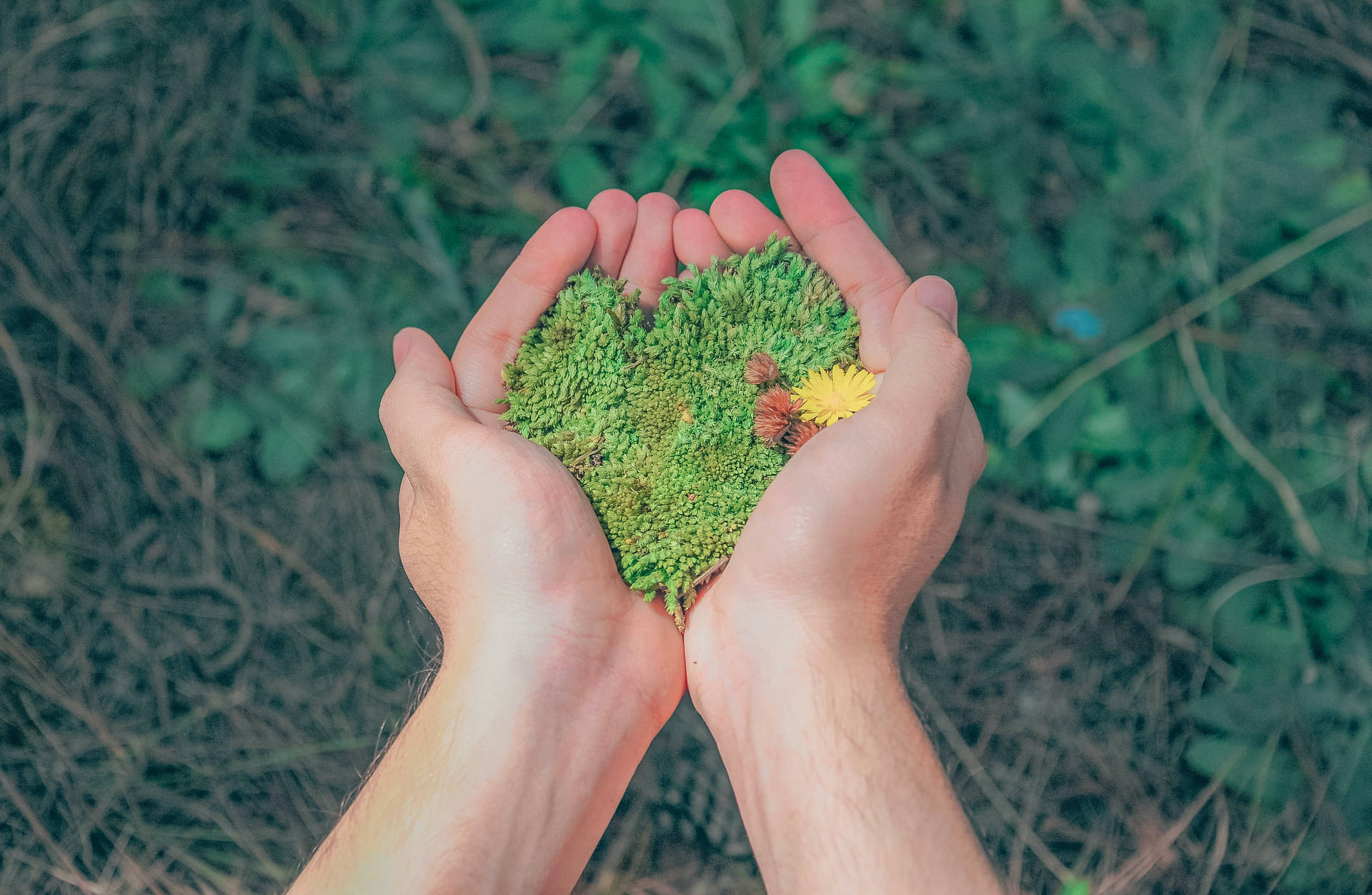 Hands With Grasses Background