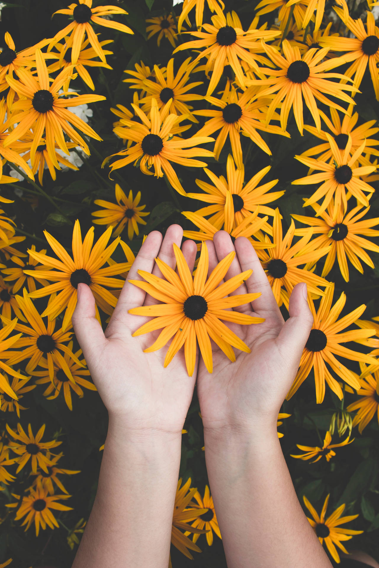 Hands Yellow Flower