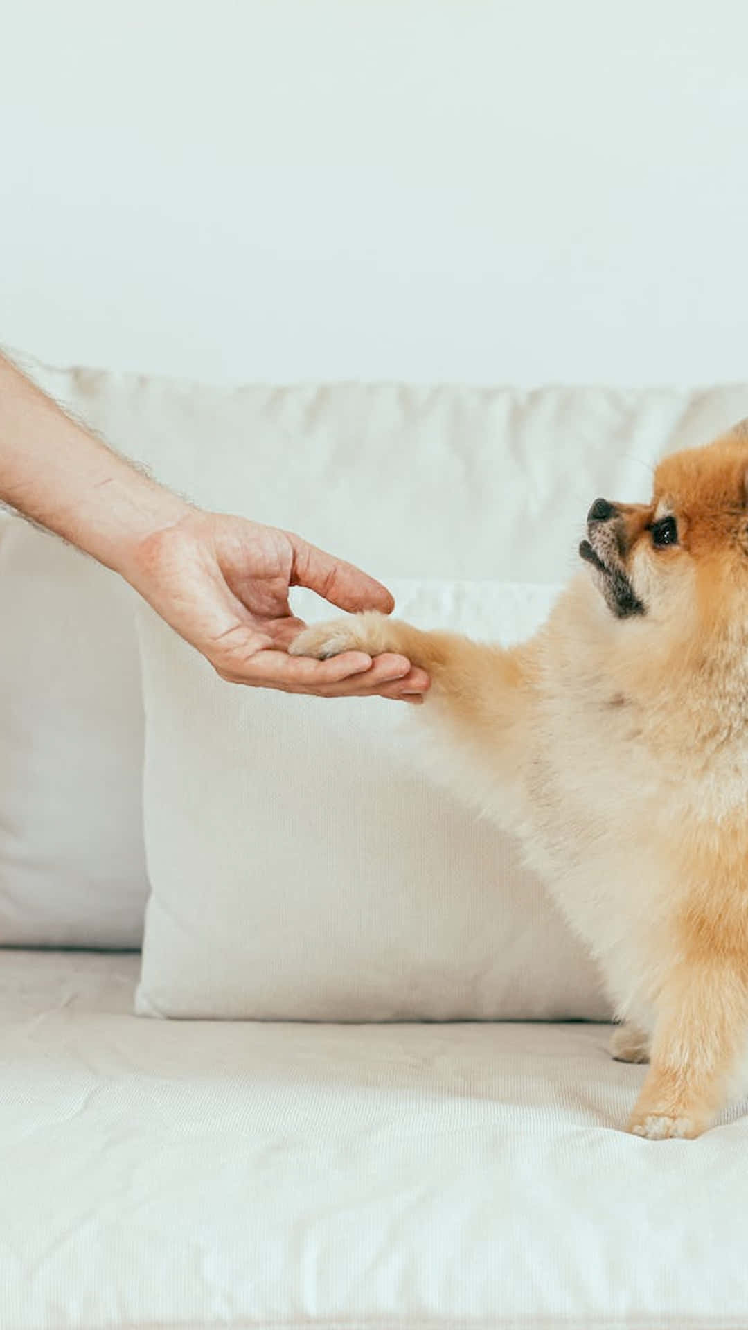 Handshake With Dog Background