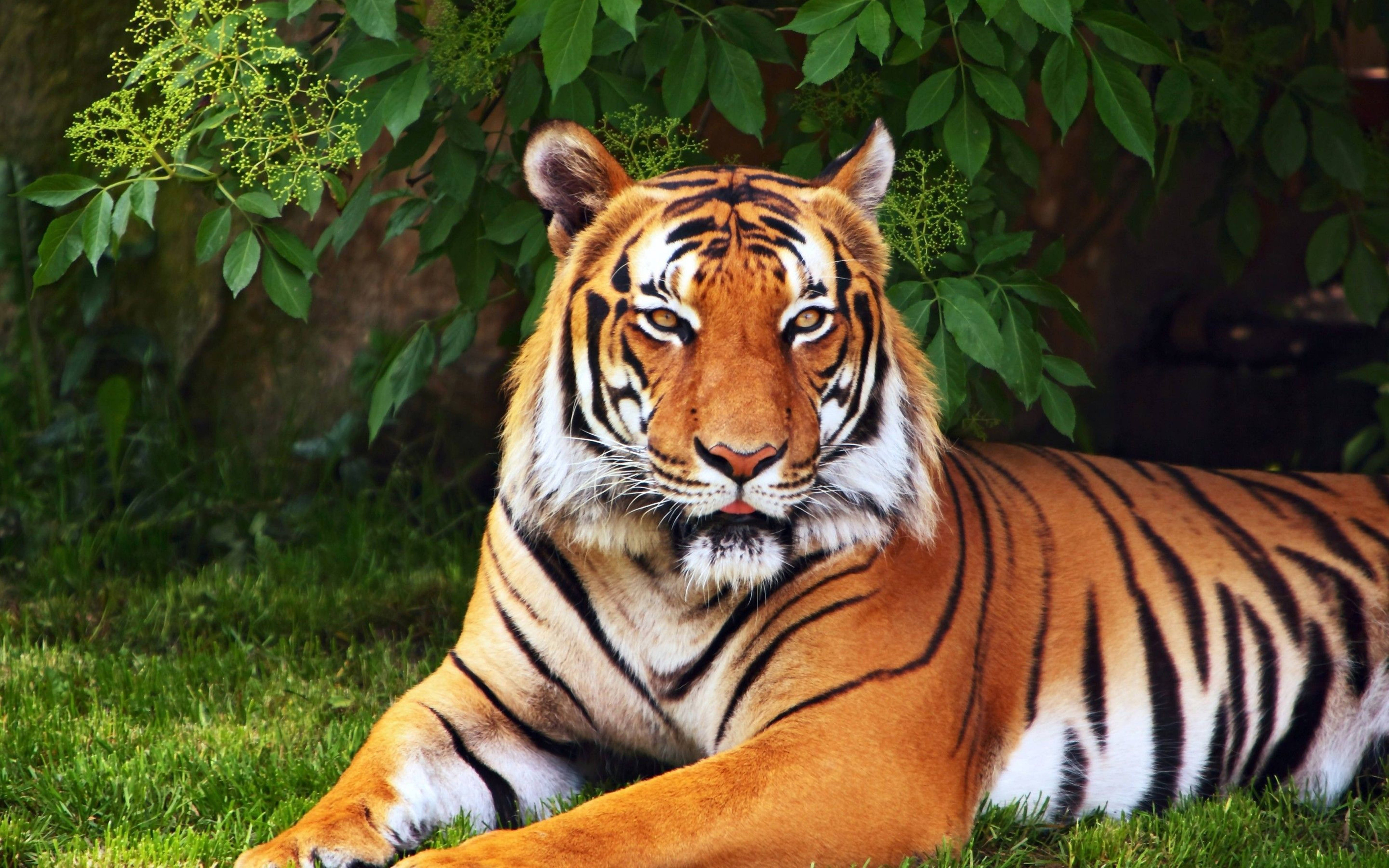 Handsome 8k Tiger Uhd