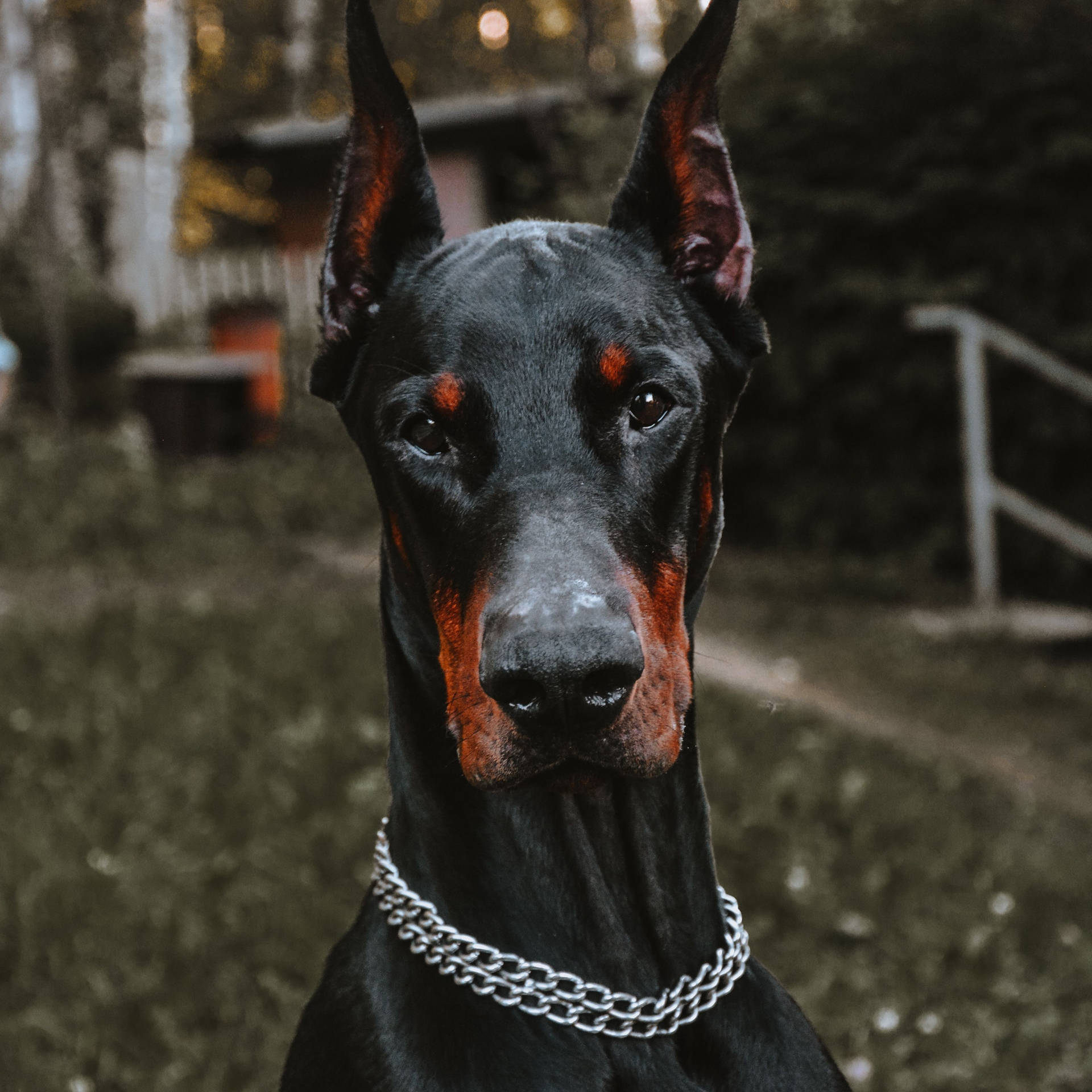 Handsome Black And Rust Doberman Pinscher Background