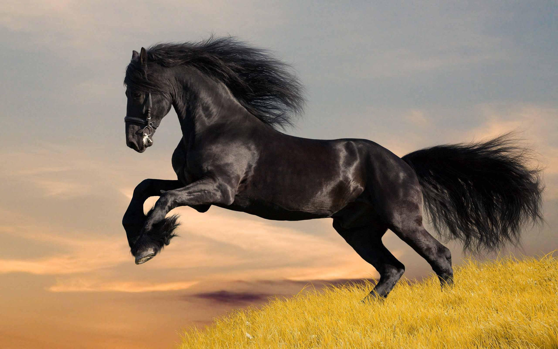 Handsome Black Running Horse Background