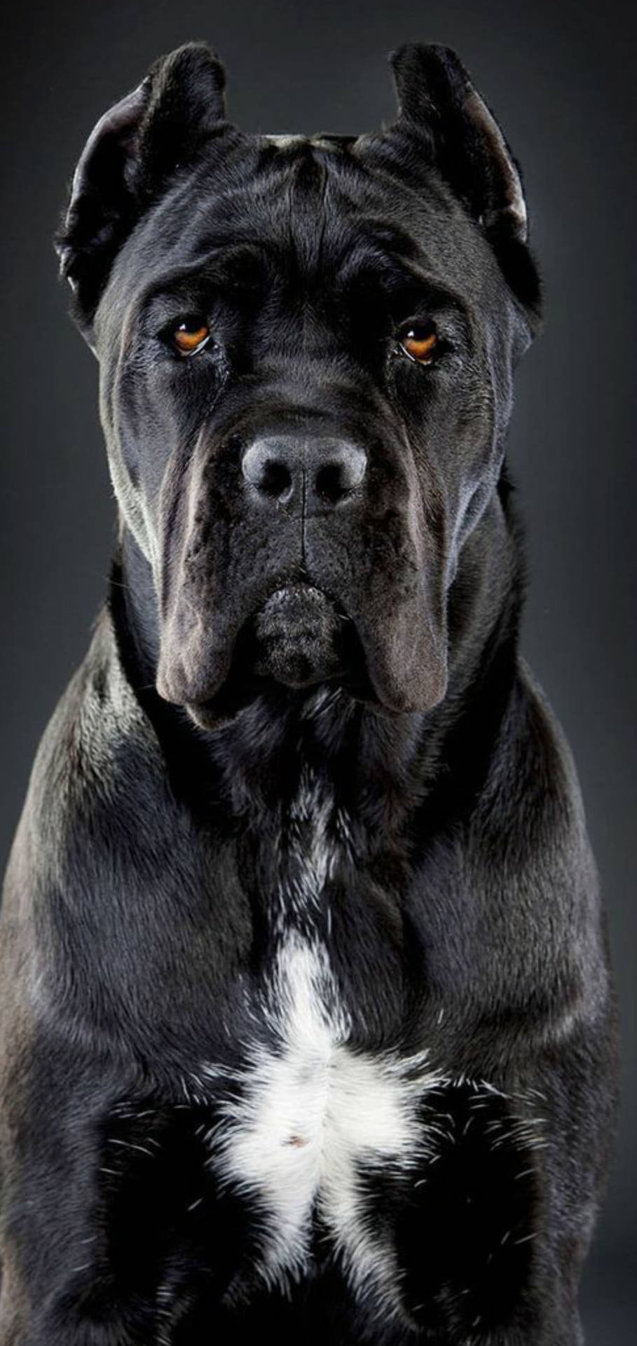 Handsome Cane Corso Dog Background