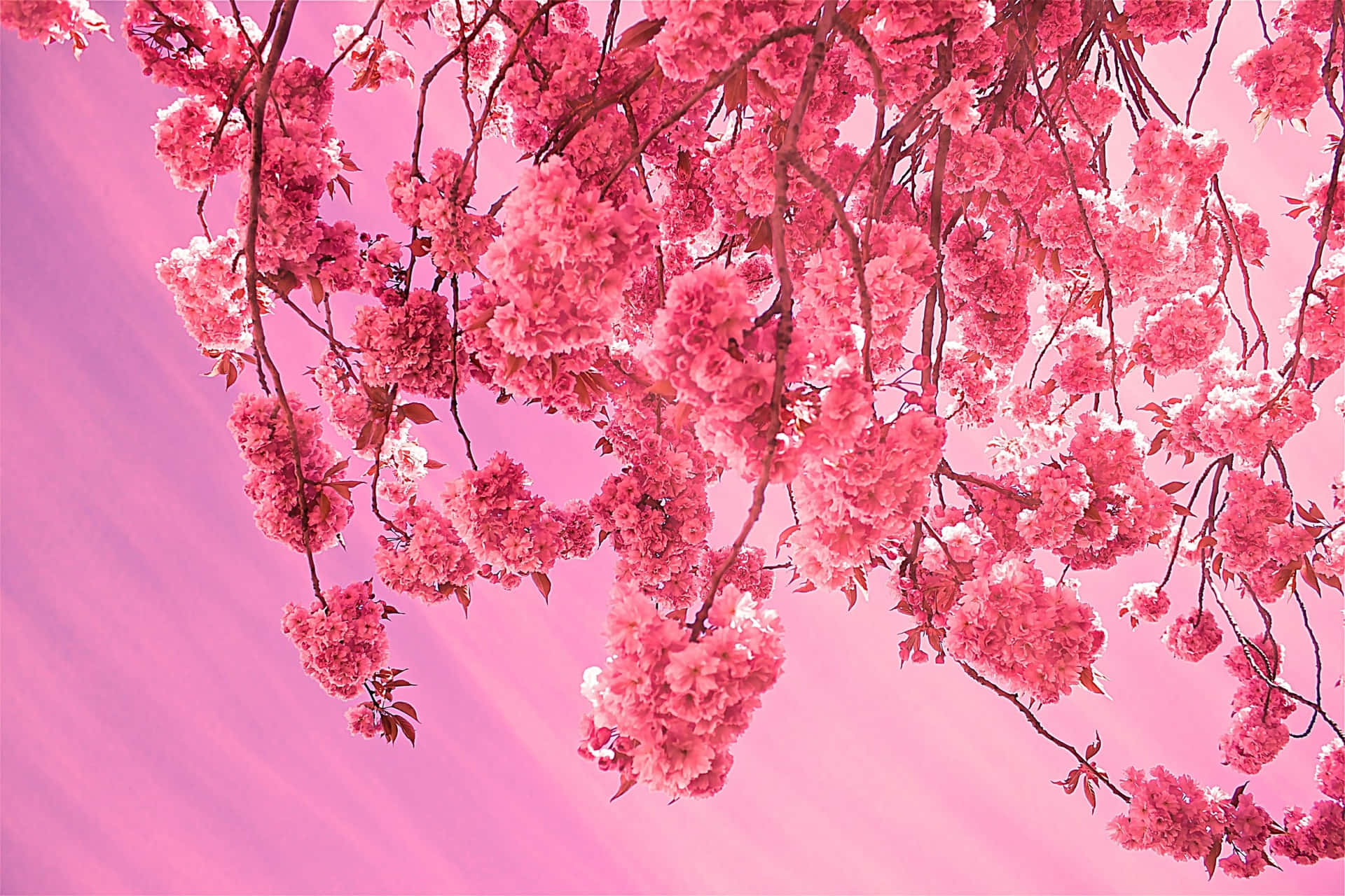 Hanging Aesthetic Cherry Blossom Background