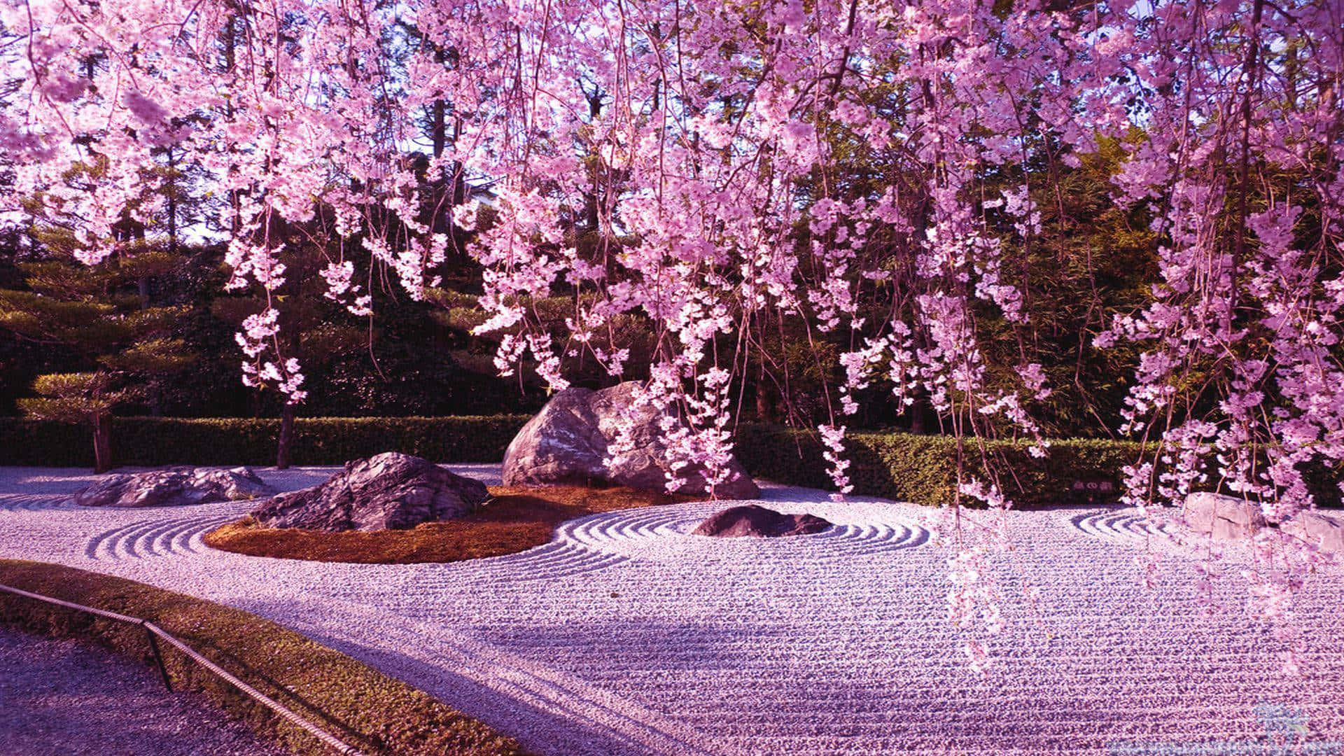 Hanging Aesthetic Cherry Blossom On The Road Background