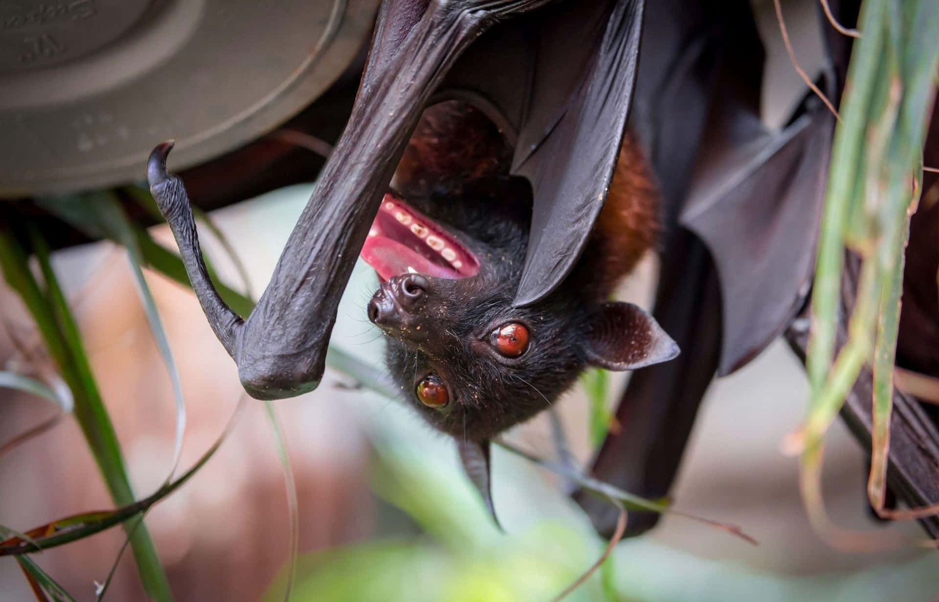 Hanging Bat Mouth Open Background