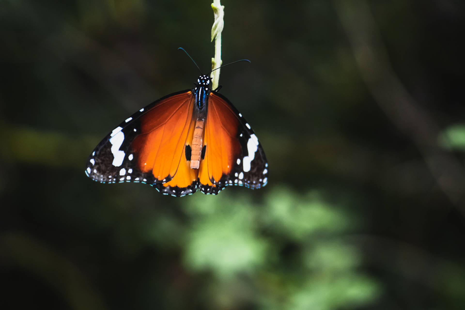 Hanging Beautiful Butterfly Background