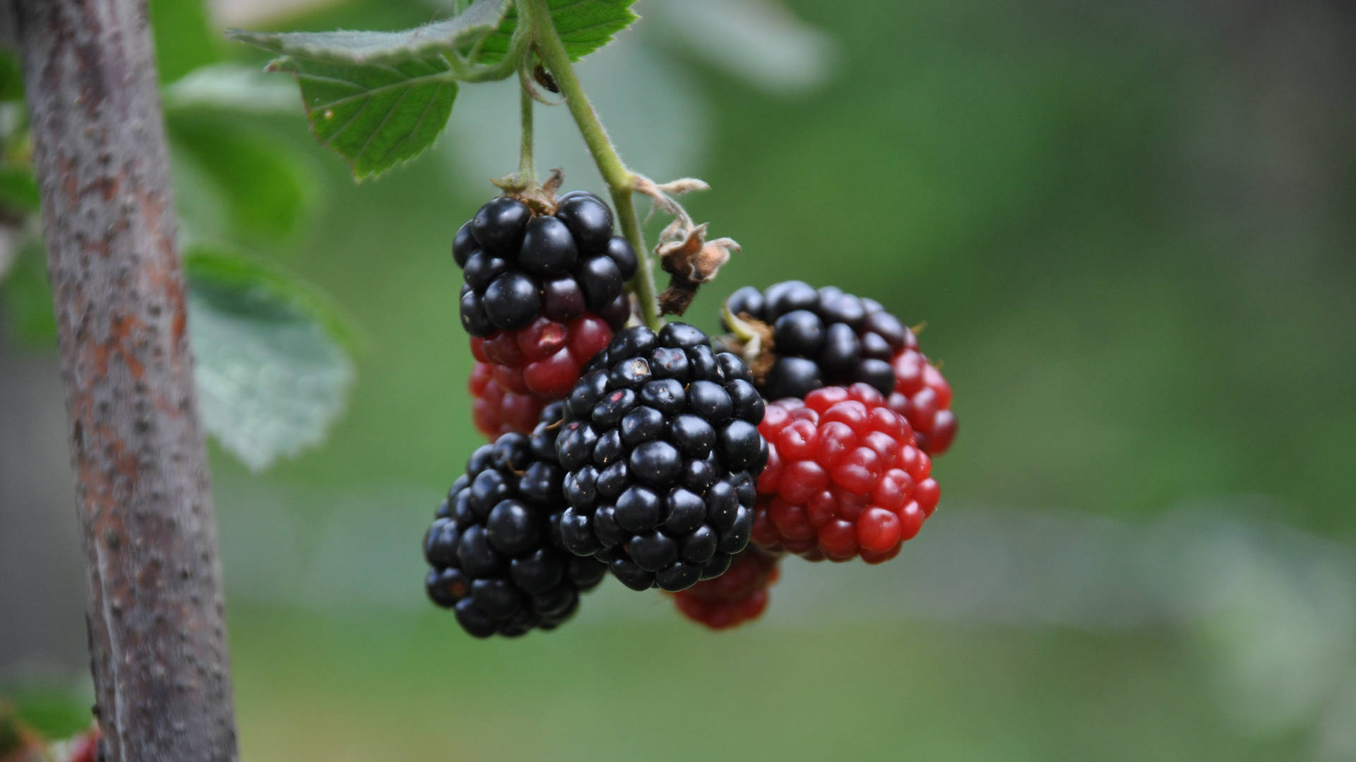 Hanging Black And Red Mulberry Fruits Background