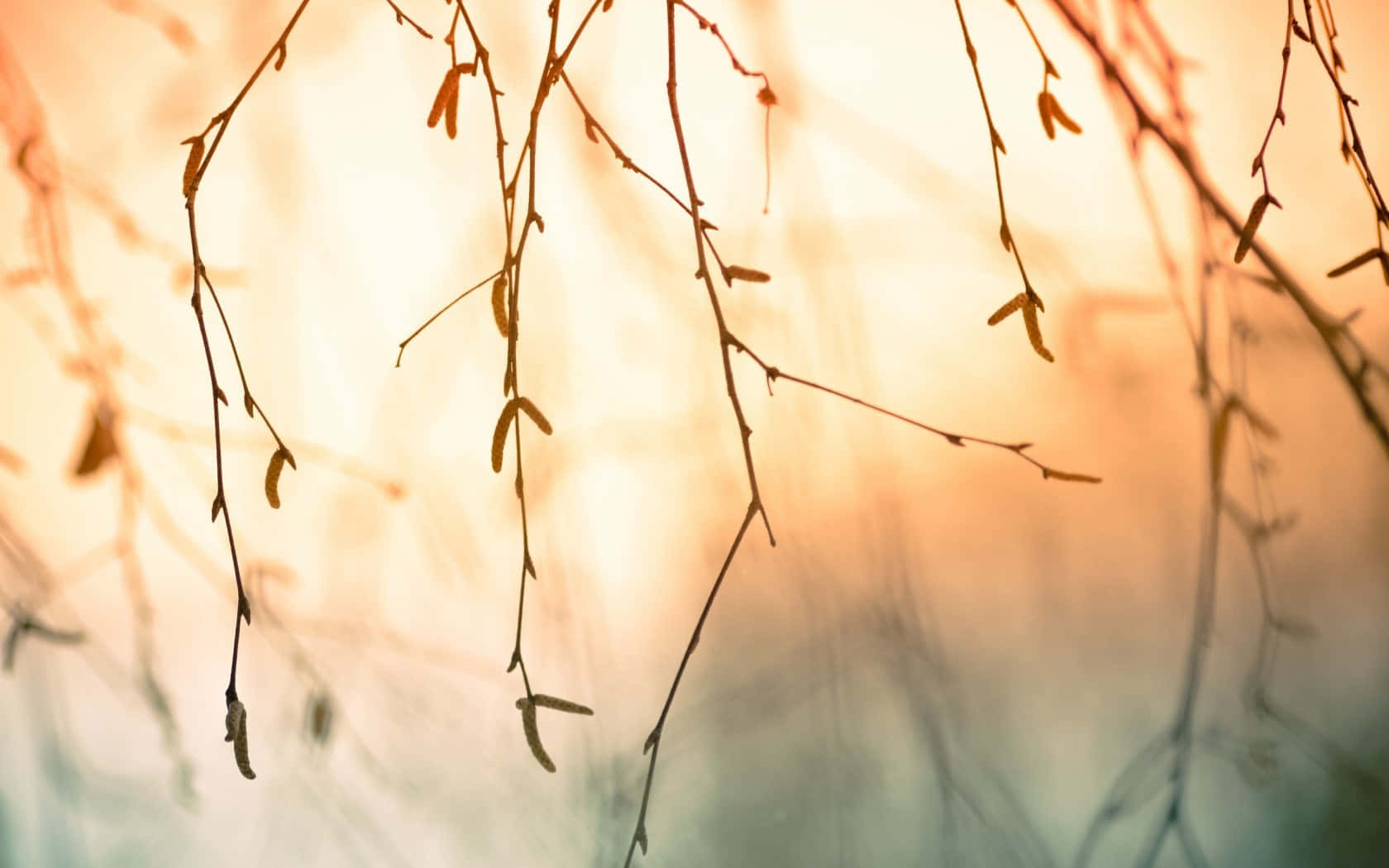 Hanging Branches With Few Leaves Background