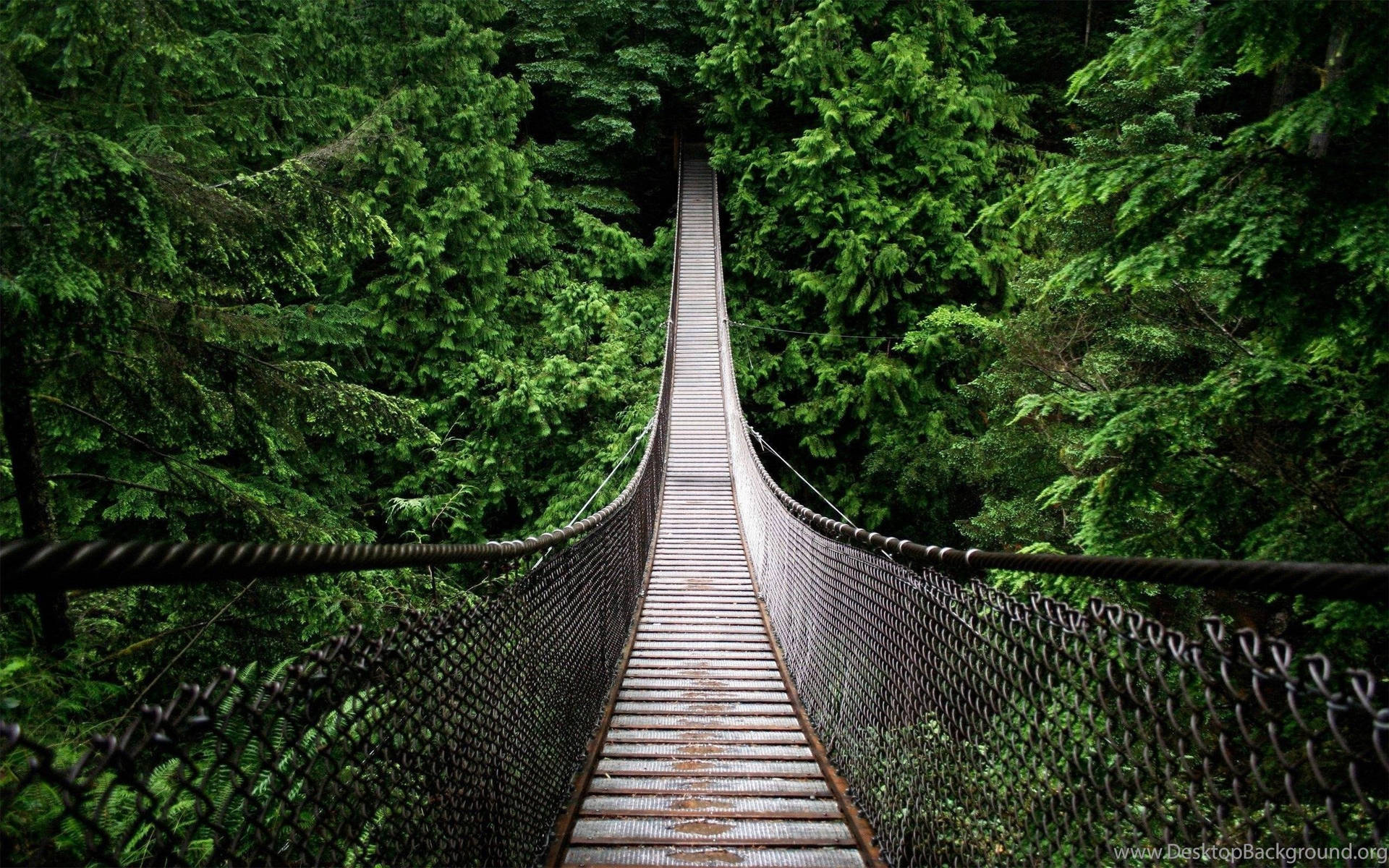 Hanging Bridge Forest Background Background