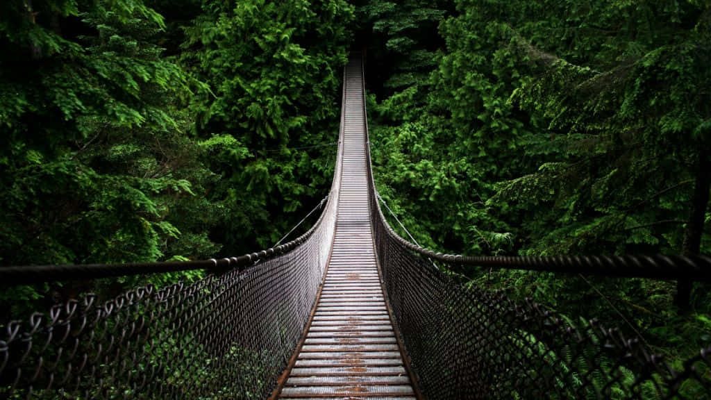 Hanging Bridge In Jungle Desktop Background