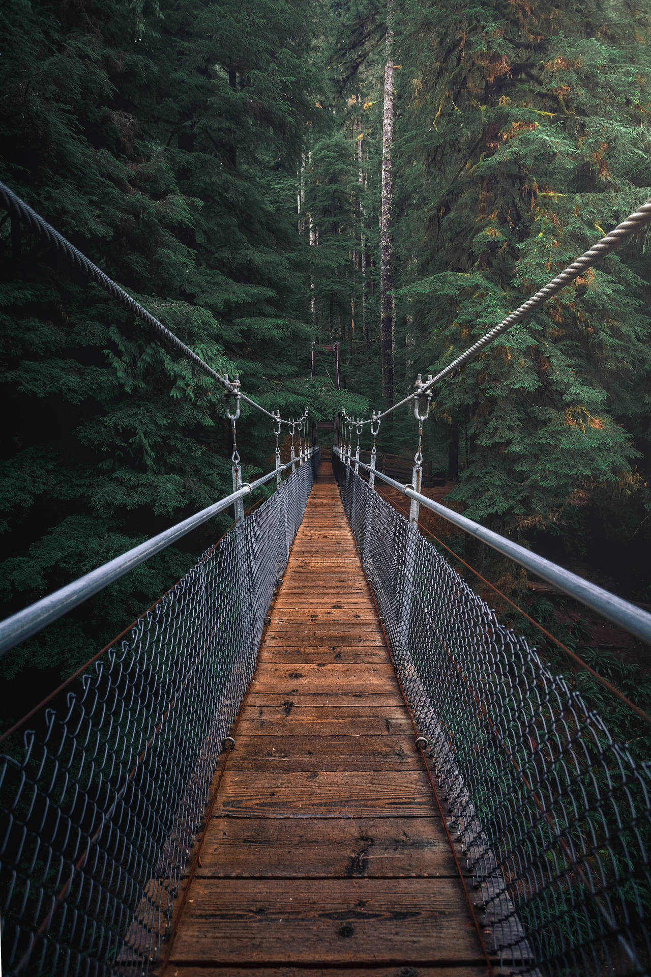 Hanging Bridge To The Rainforest Background