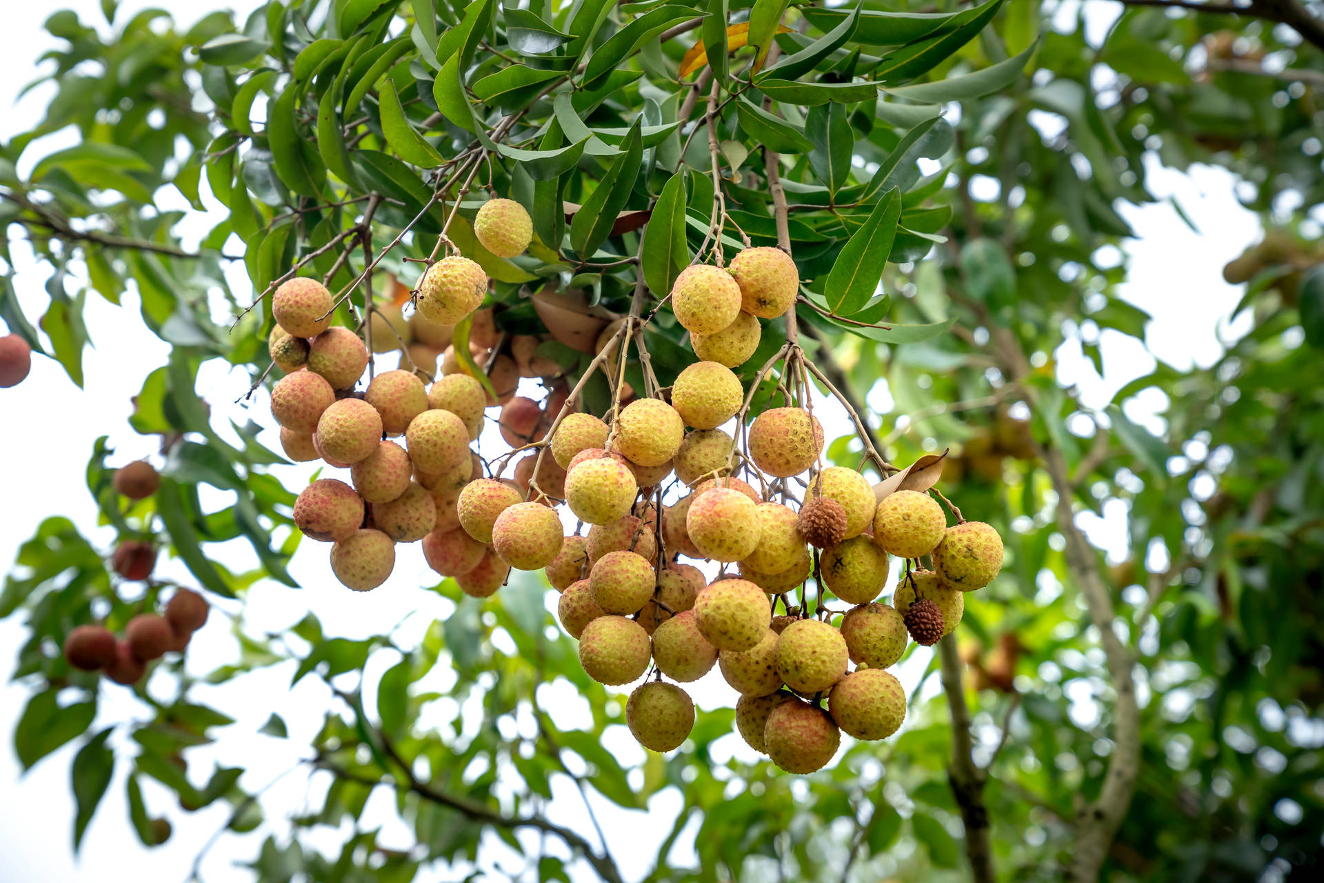 Hanging Bunches Of Longan Fruits