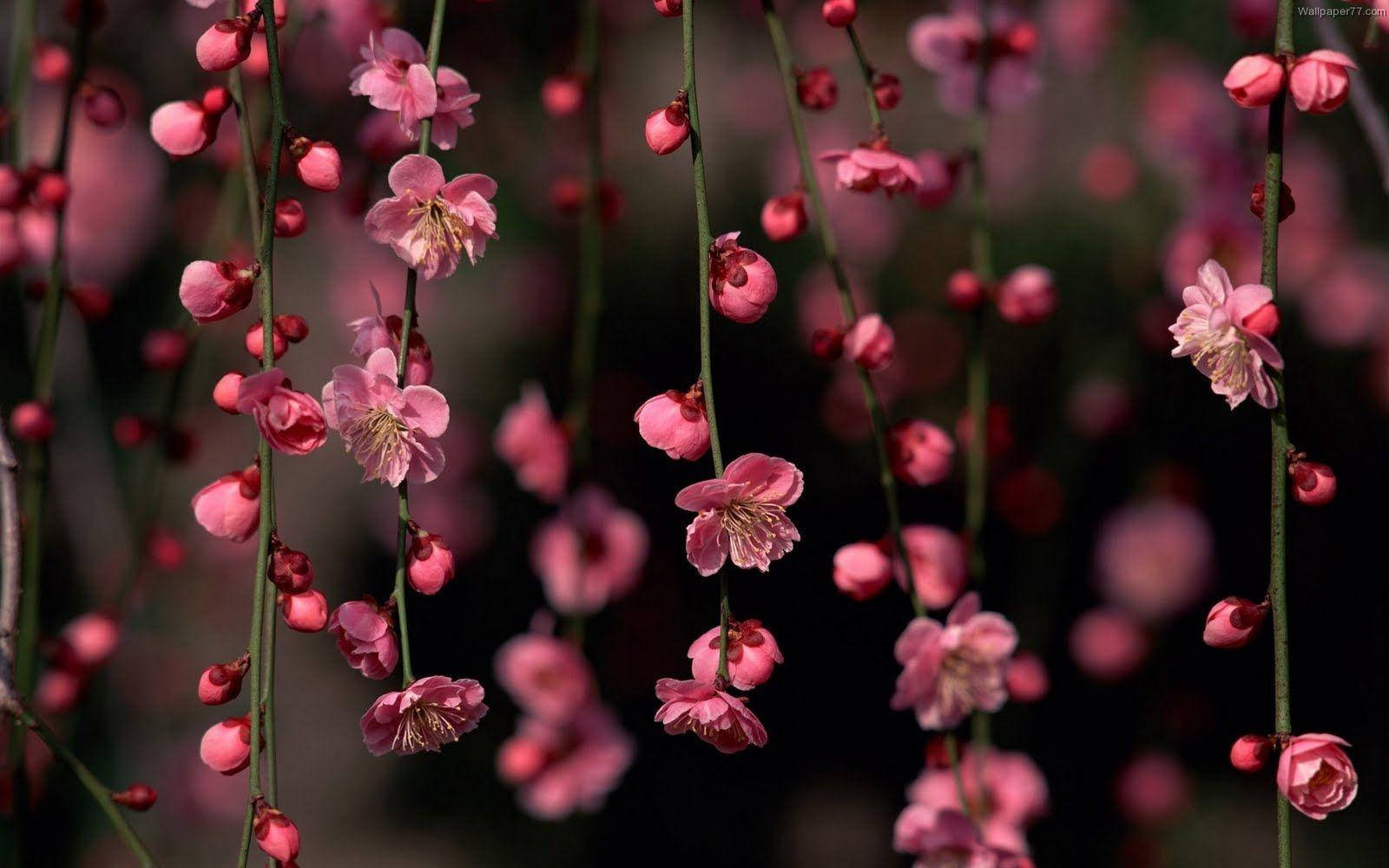 Hanging Cute Pink Flower Blooms