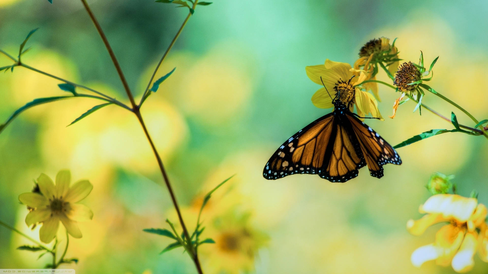 Hanging Down Butterfly On Flower Background