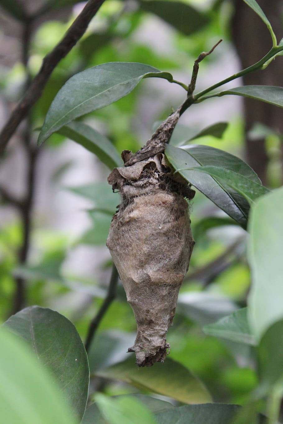 Hanging Dry Cocoon