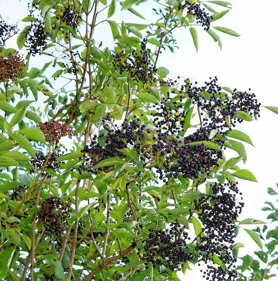 Hanging Elderberry Fruits Captured In A Low-angle Shot