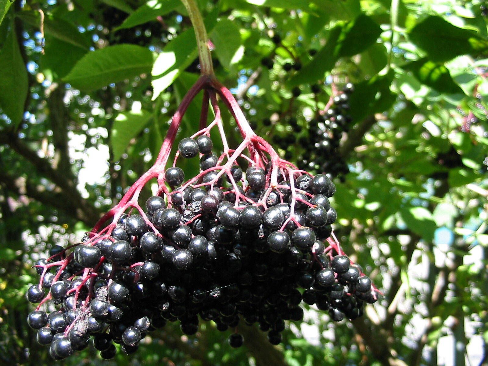 Hanging Elderberry Fruits In The Wild Background