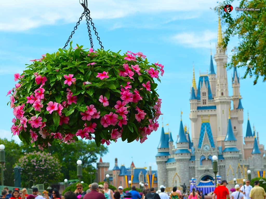 Hanging Flower Pot At Disney World