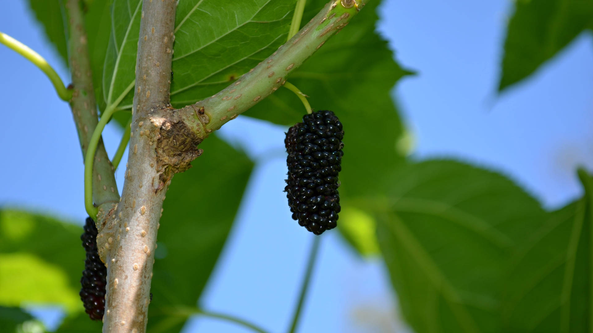 Hanging Fresh Black Mulberry Fruit