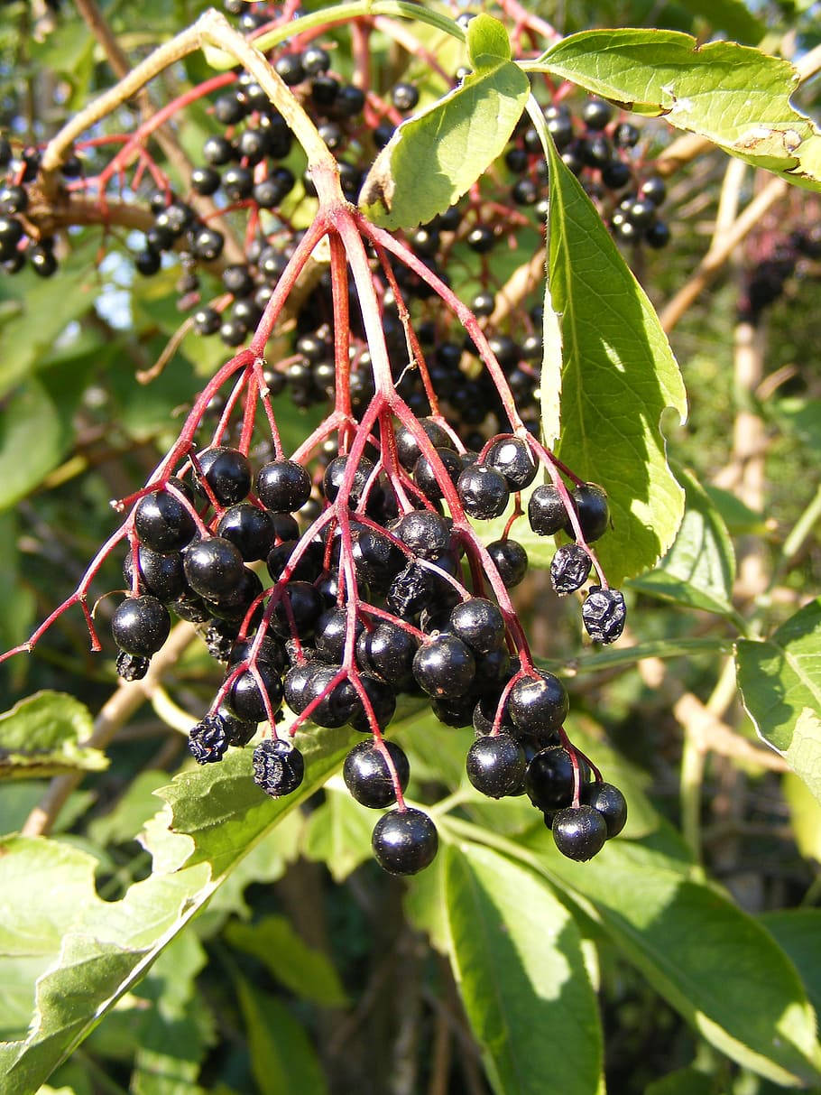 Hanging Fresh Purple Elderberry Fruits