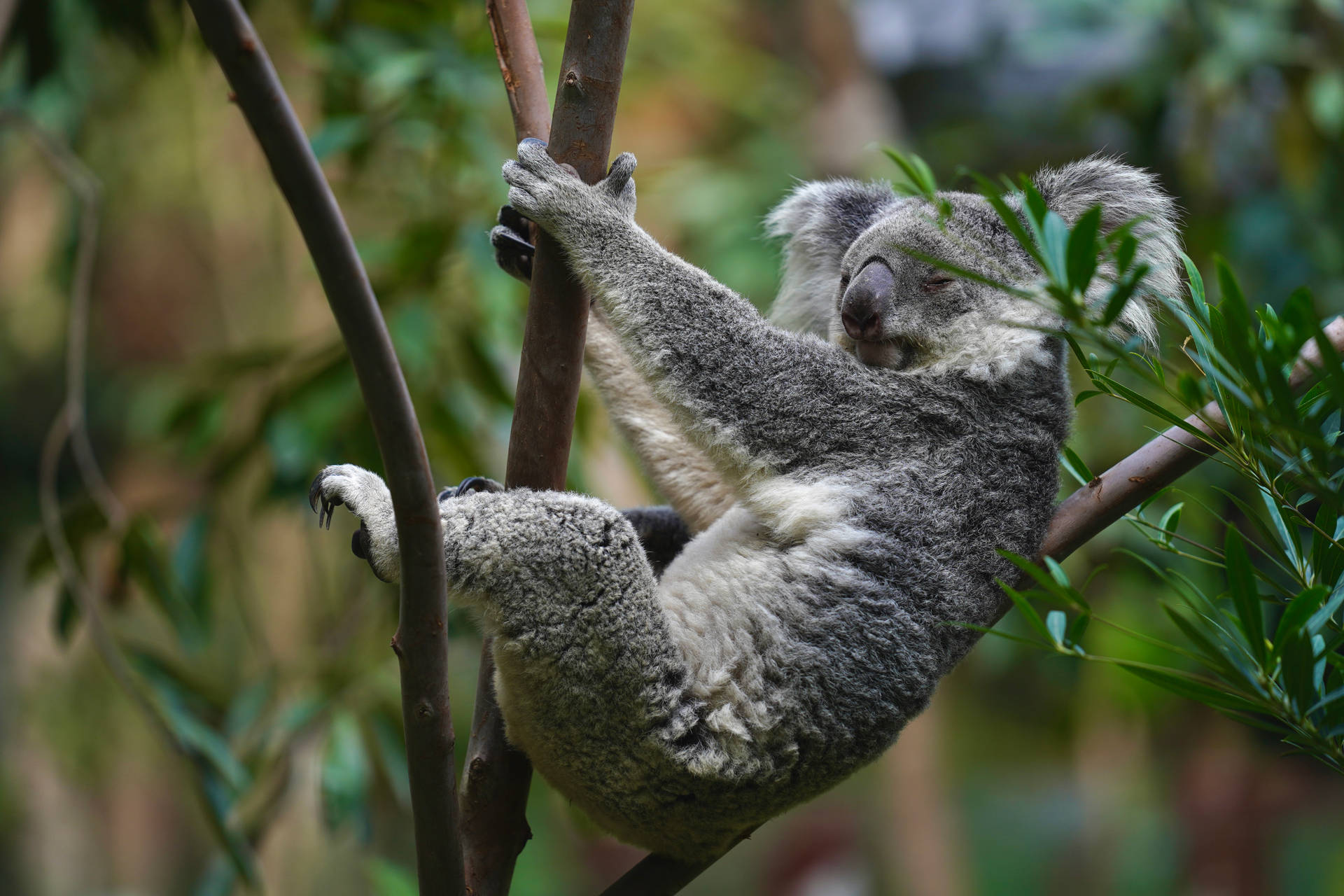Hanging Koala Marsupial Background