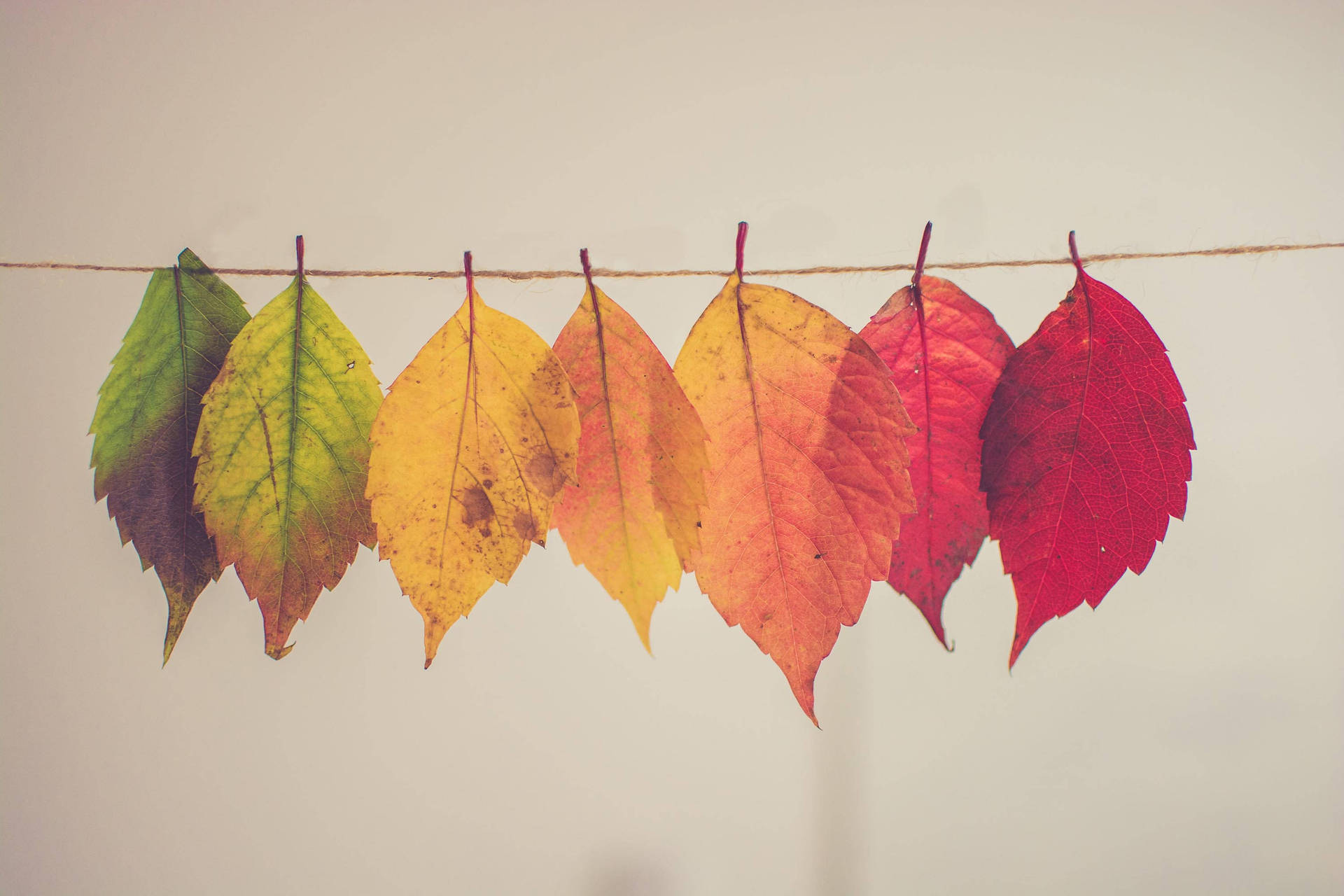 Hanging Leaves In Cute Fall Aesthetic Background