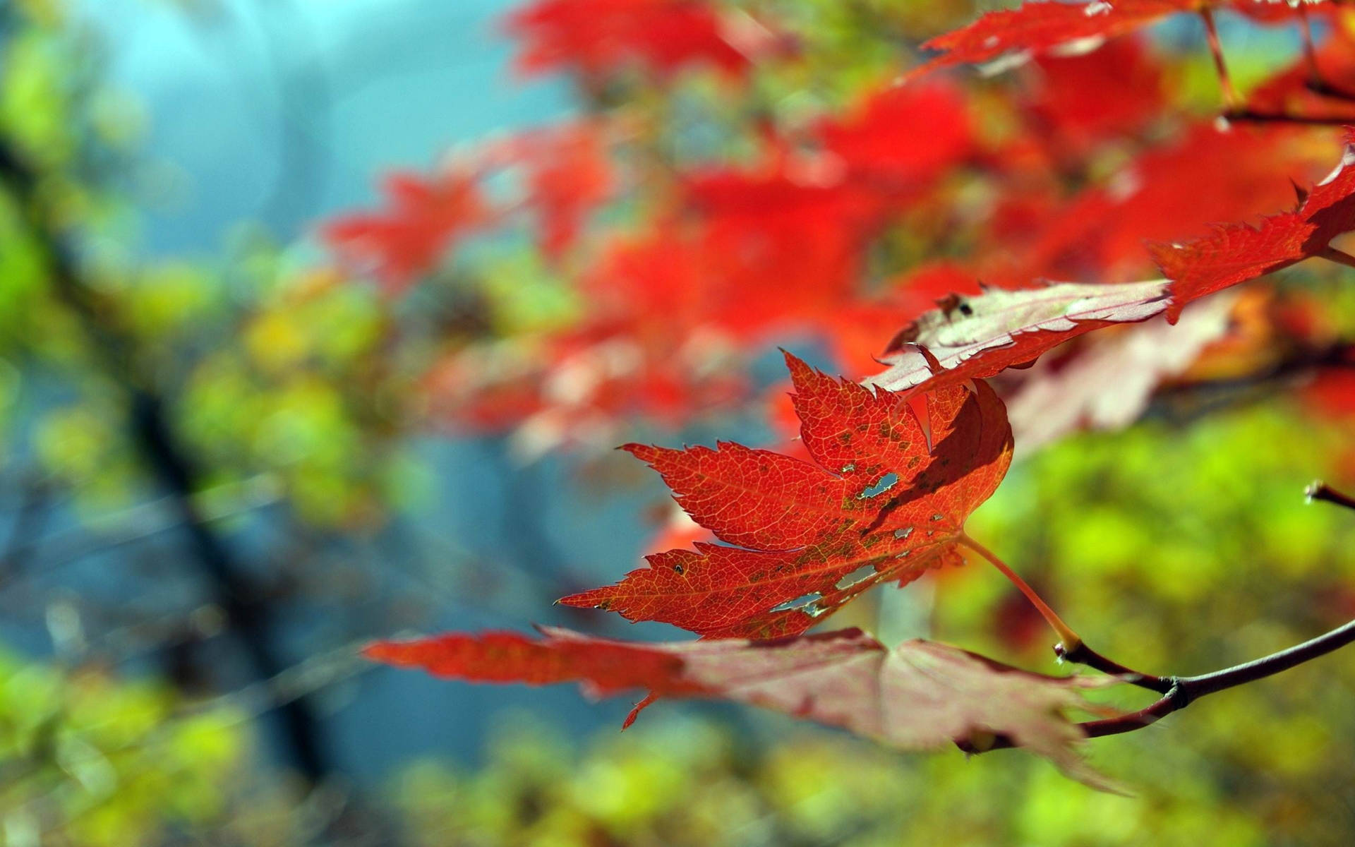 Hanging Maples Leaves Background