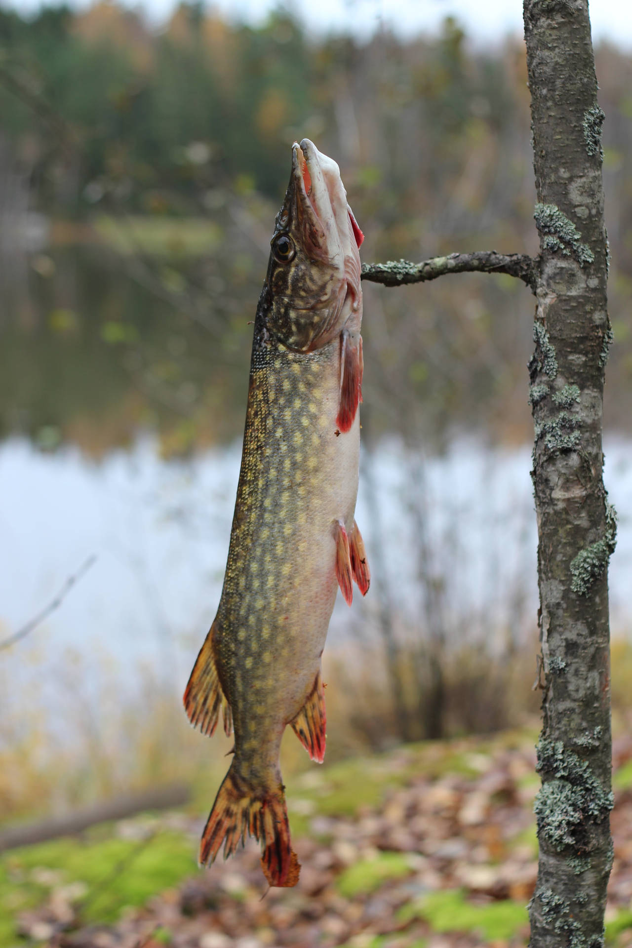 Hanging Pike Tree Background