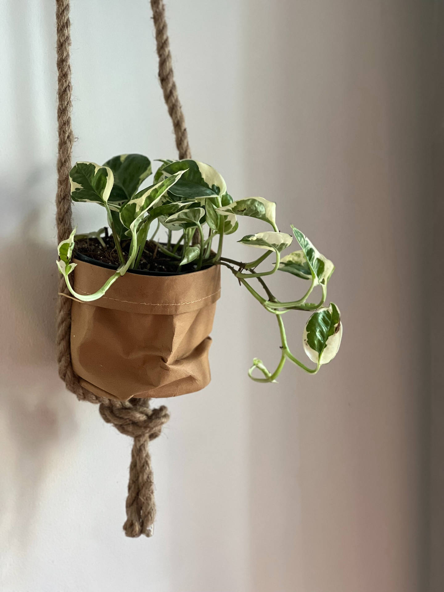 Hanging Plant On Wall Aesthetic Background