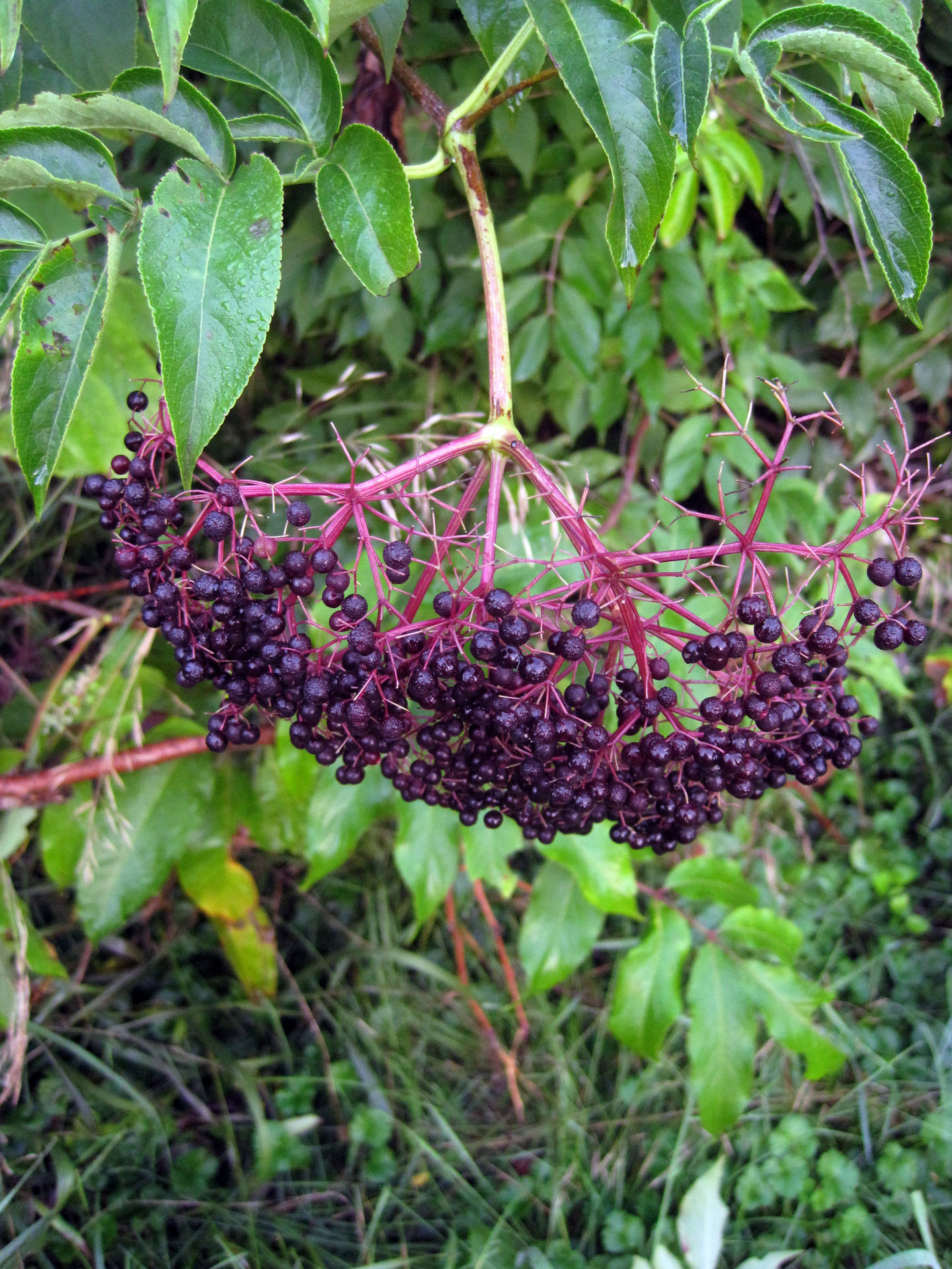 Hanging Purple Twigs And Elderberry Fruits Background