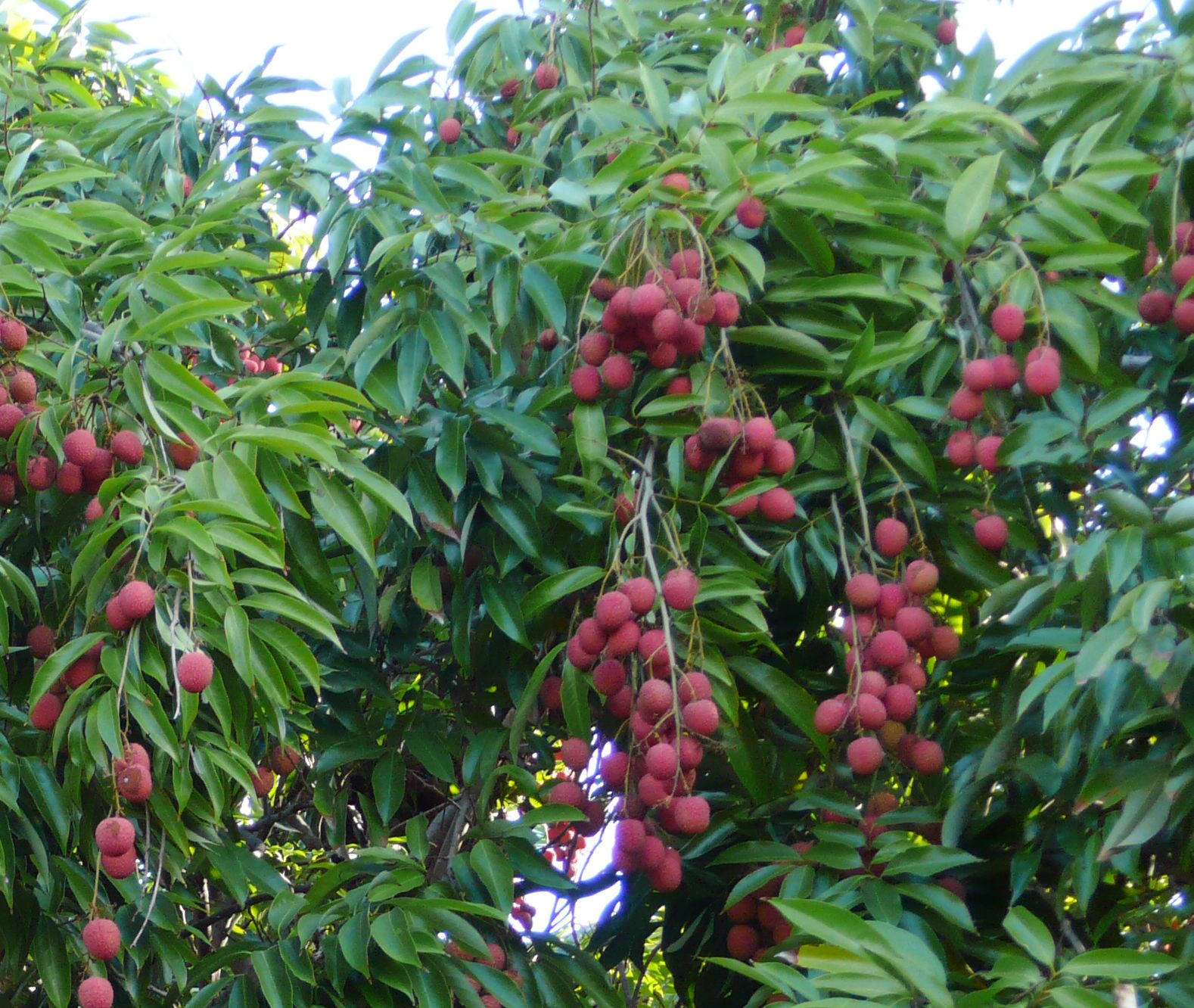 Hanging Red Lychee Fruits On Trees Background