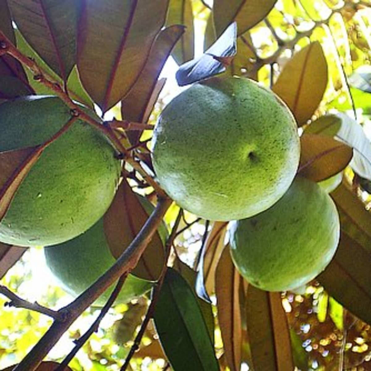 Hanging Star Apple In Sunny Day