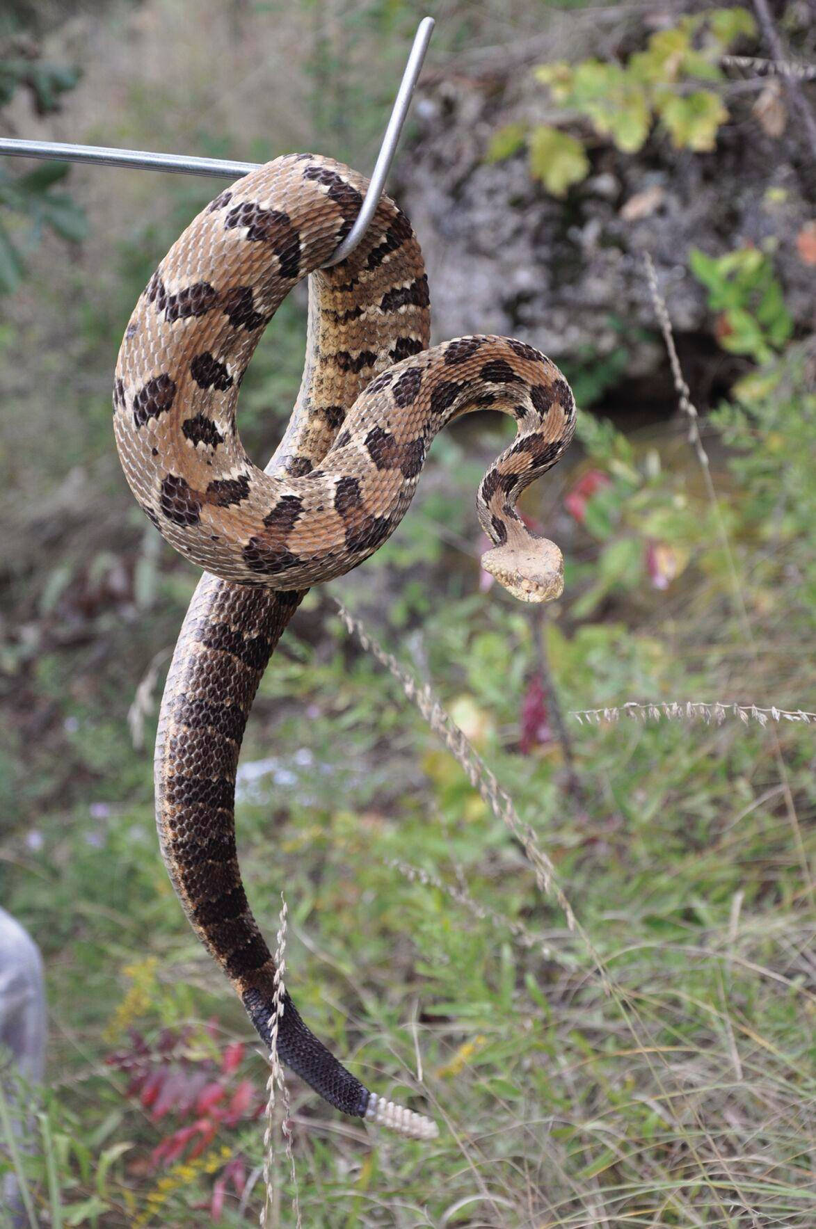 Hanging Timber Rattler Snake Background