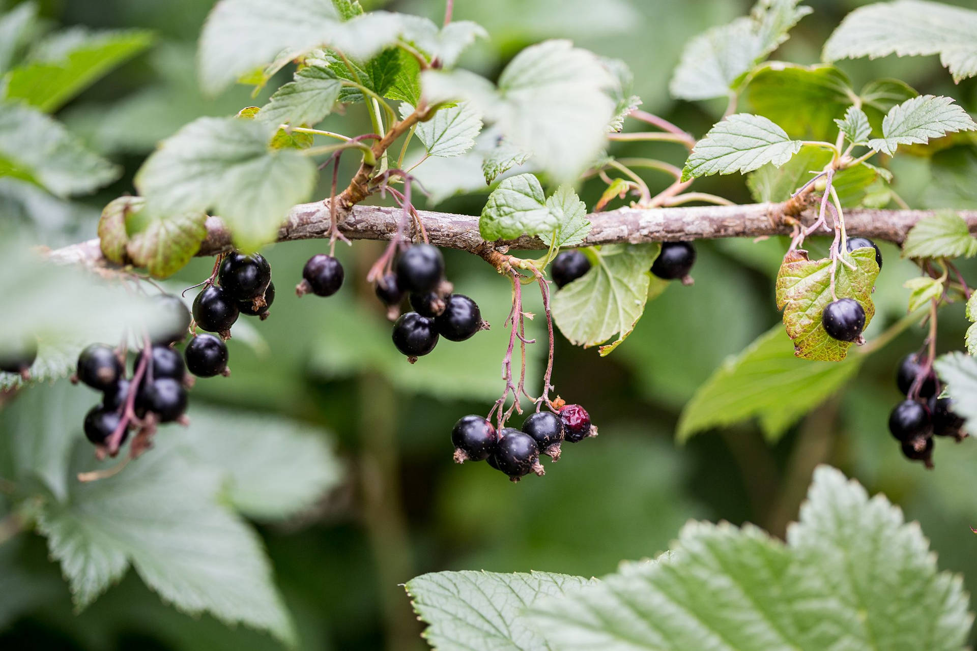 Hanging Tiny Blackcurrant Background