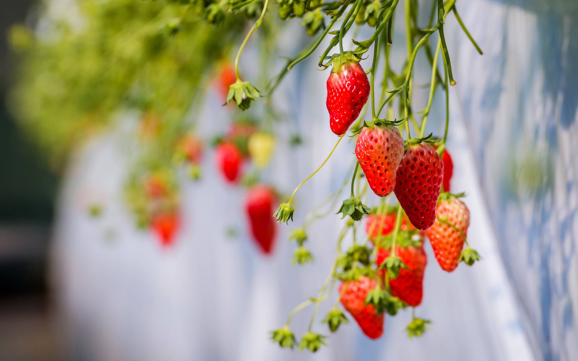 Hanging Underweight Strawberries Background