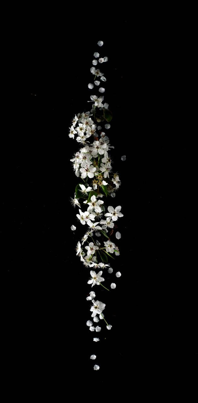 Hanging White Floral On Dark Background