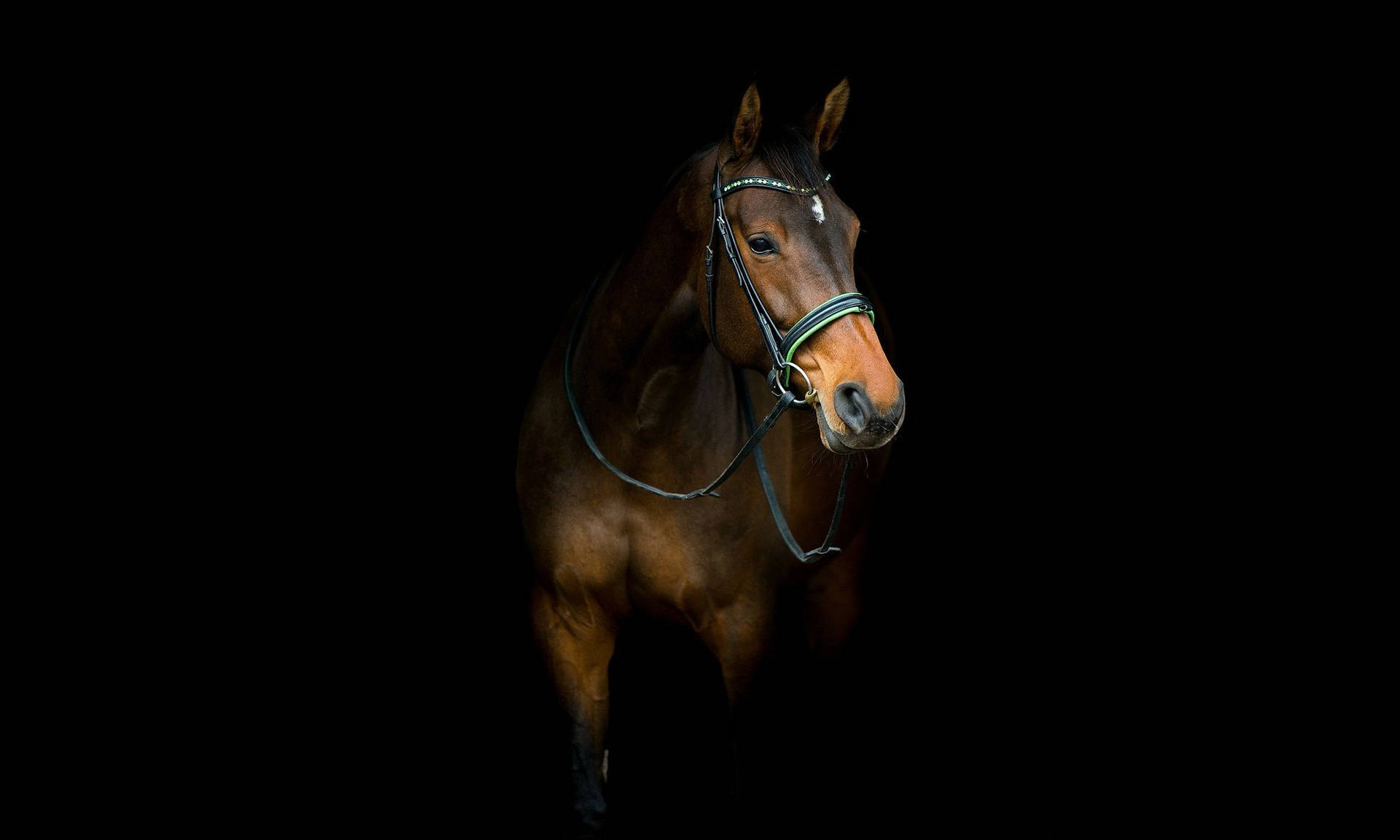 Hanoverian Horse Face Background