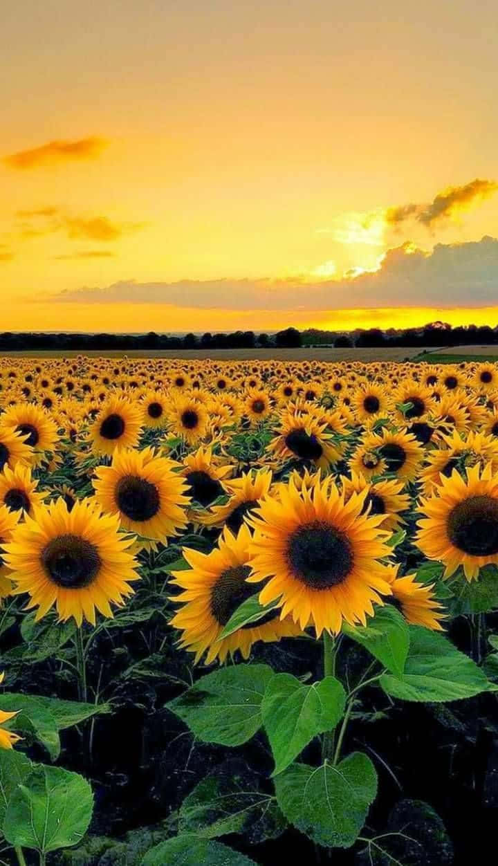 Happiness Can Be Found In The Simplest Things Background