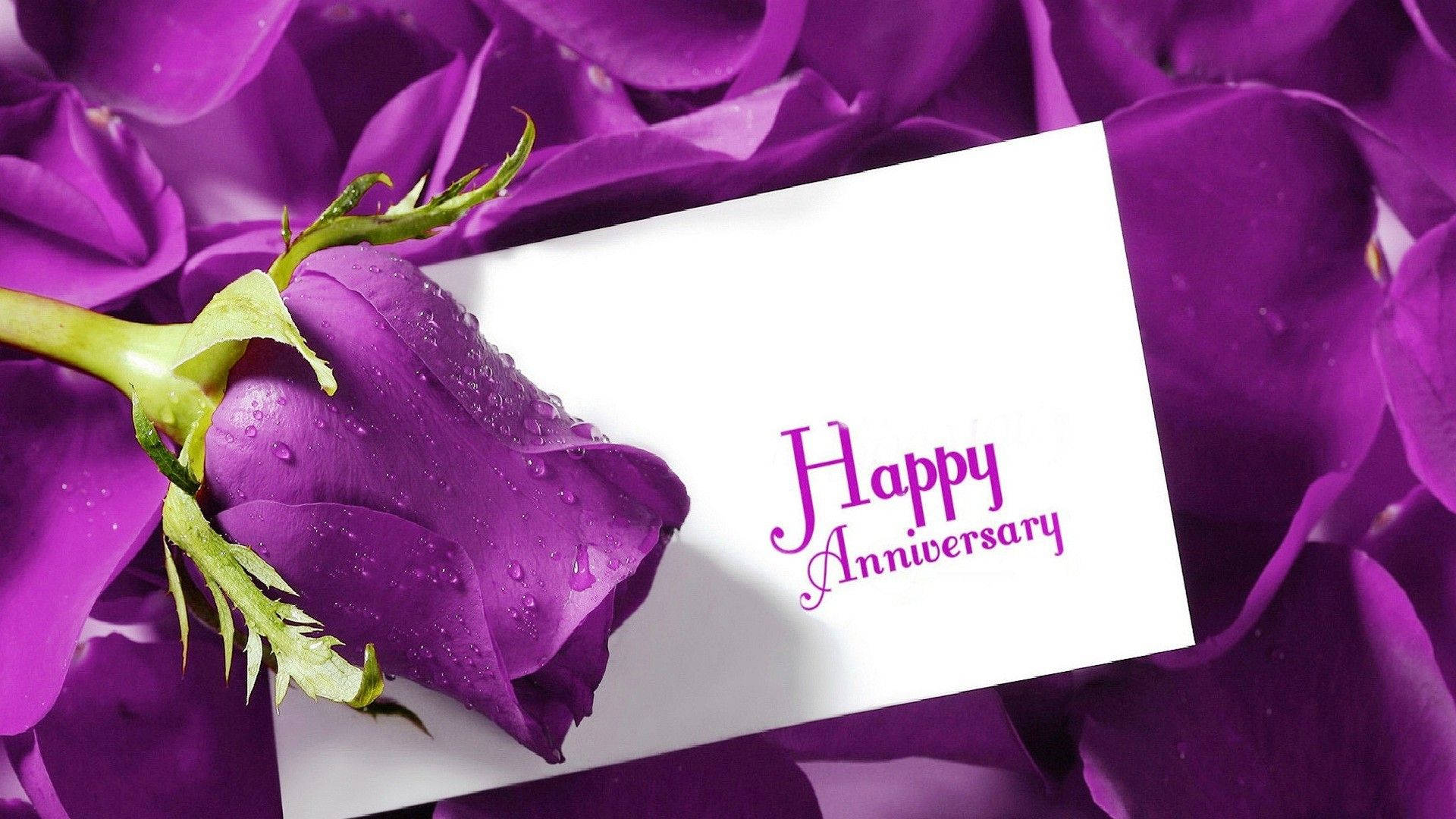 Happy Anniversary Letter With Purple Rose Background