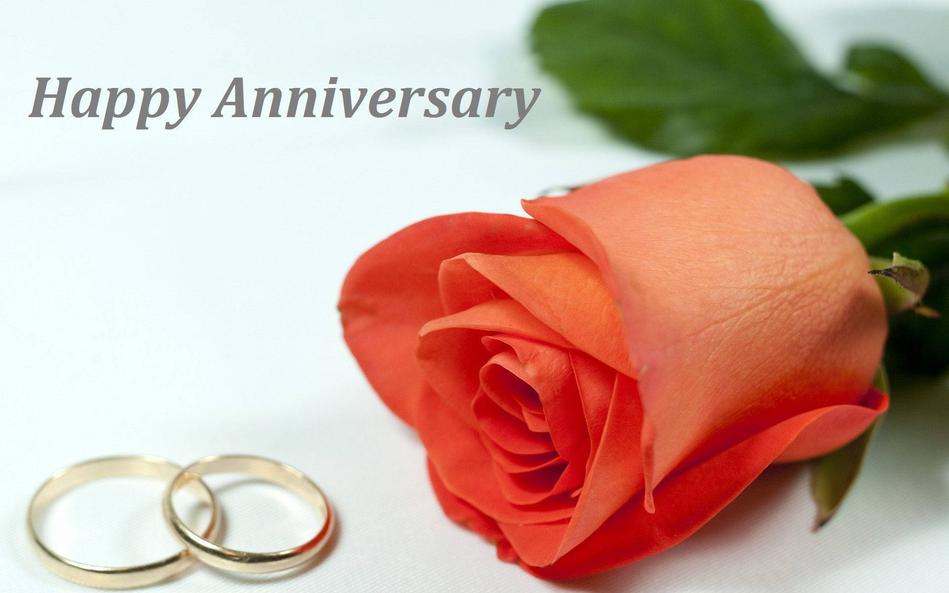 Happy Anniversary With Rings And Rose Background