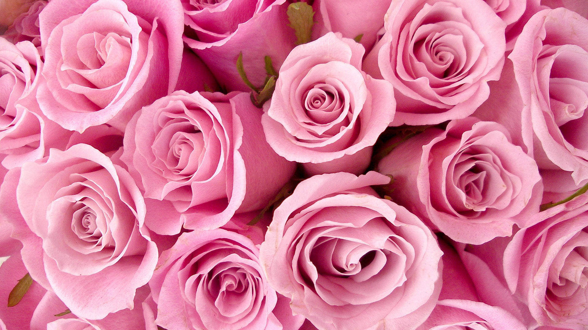 Happy Birthday Flowers Pink Roses Background
