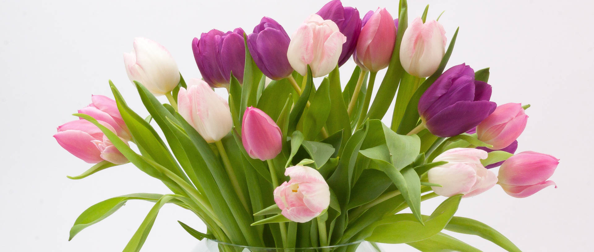 Happy Birthday Flowers Tulips Background