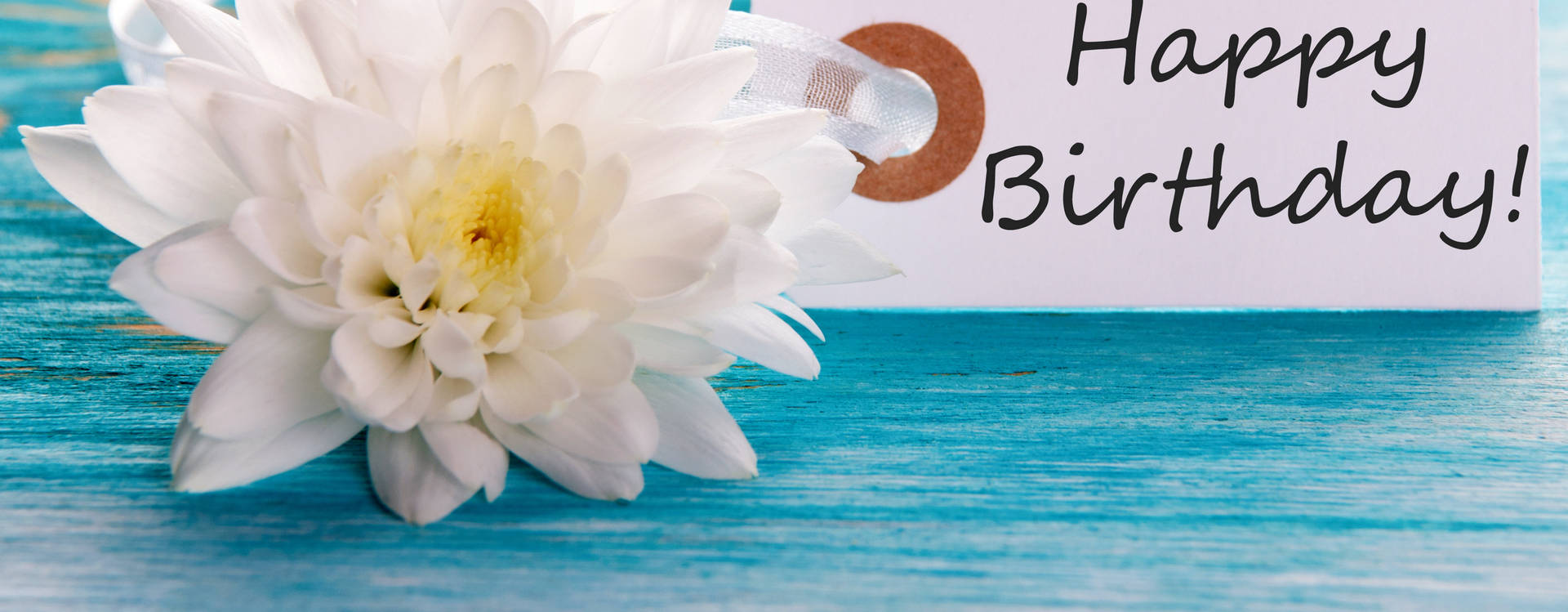 Happy Birthday Flowers White Chrysanthemum Background