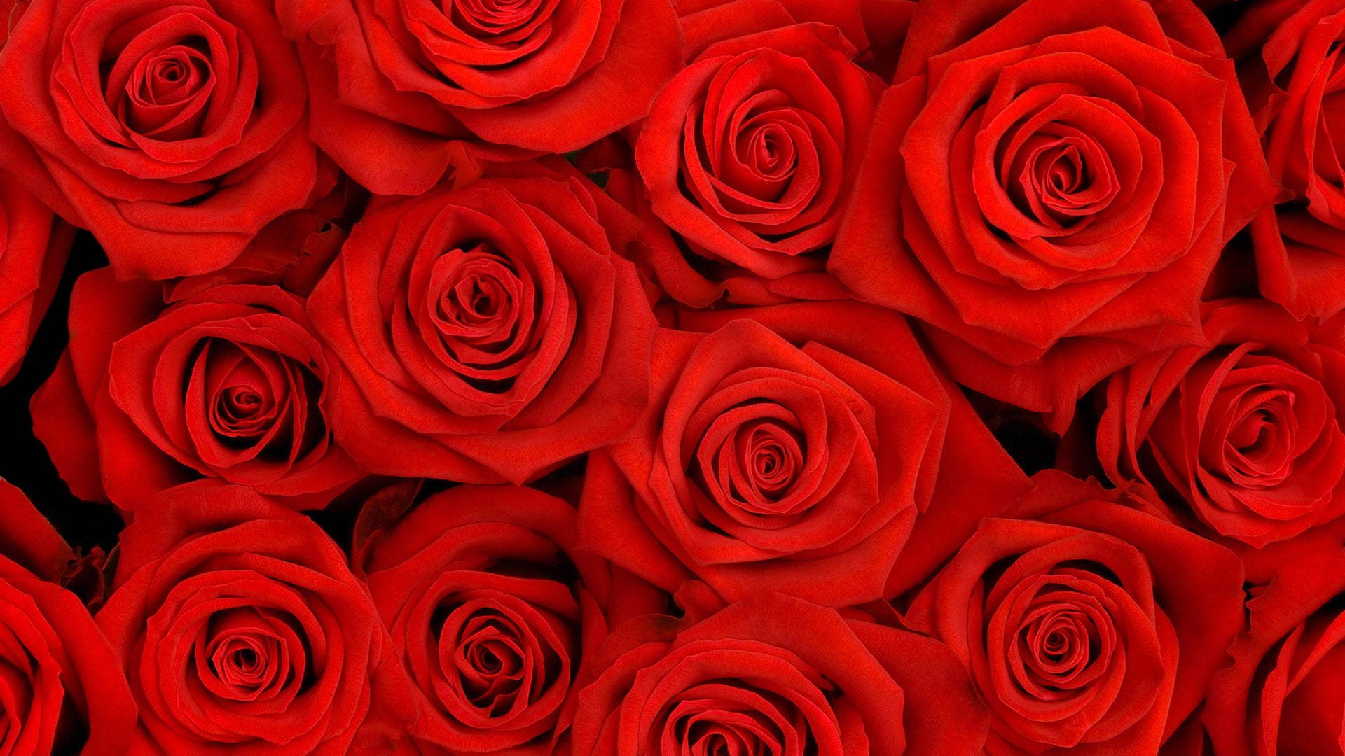 Happy Birthday Red Rose Flowers Background