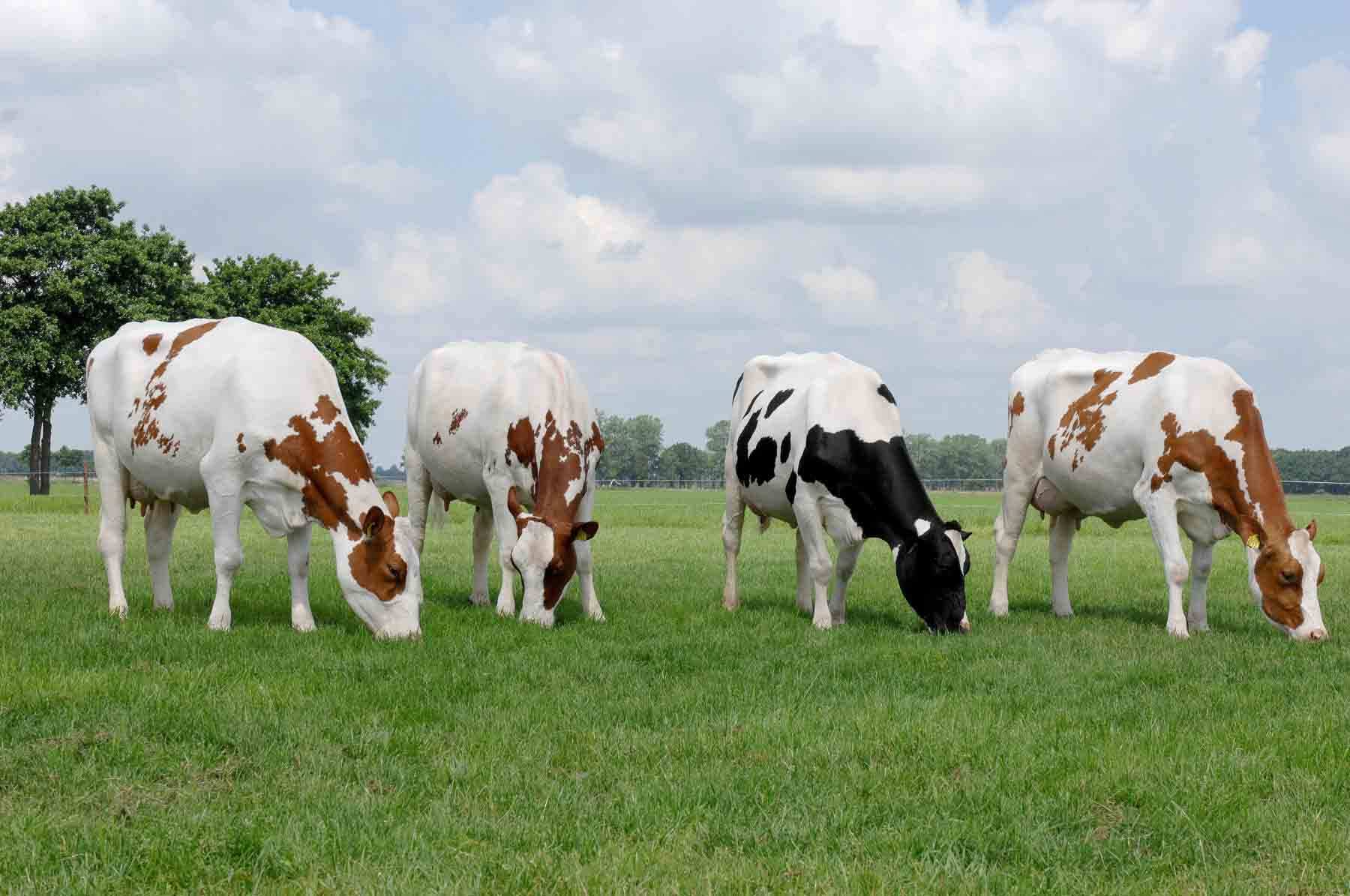 Happy Cows Enjoying A Scrumptious Meal