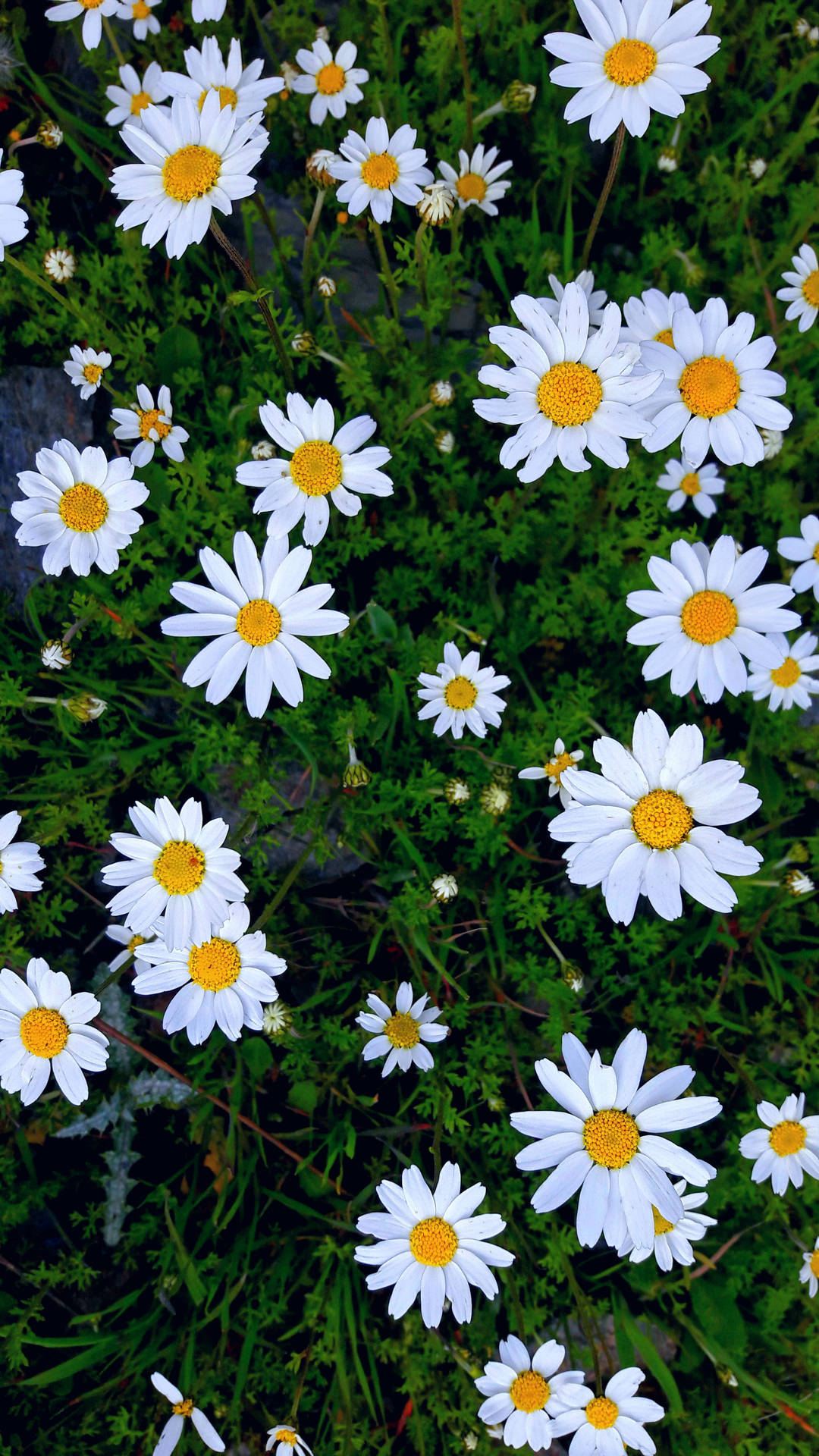 Happy Daisies Flower Mobile Background