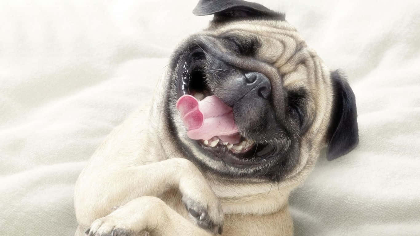 Happy Funny Face Pug Background
