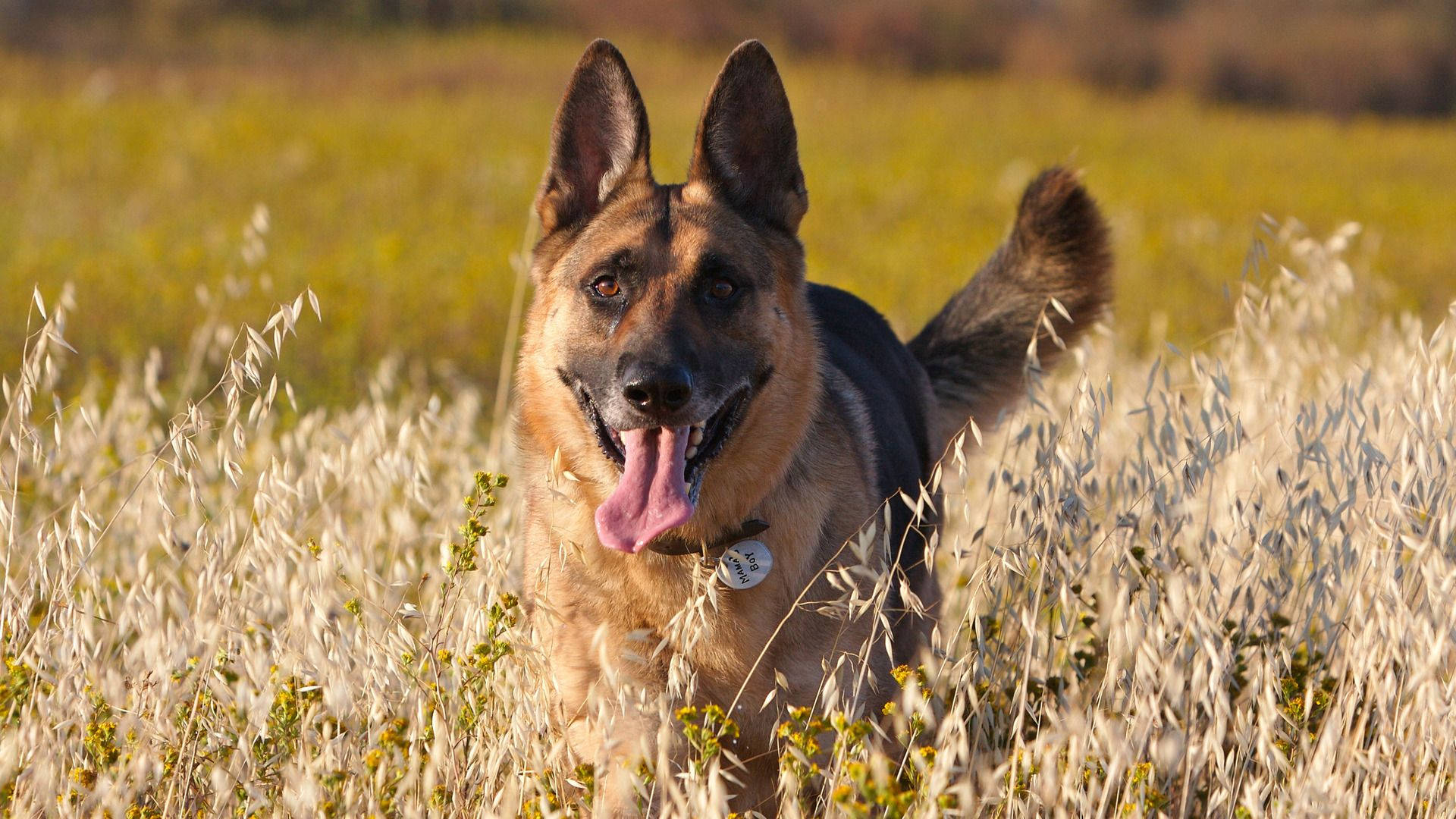 Happy German Shepherd Dog Background
